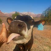 Review photo of Dalton Wash Dispersed by Christie S., May 26, 2026