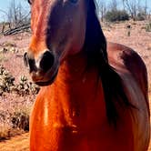 Review photo of Dalton Wash Dispersed by Christie S., May 26, 2026