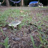 Review photo of Dardanelle Campground — Lake Dardanelle State Park by Amanda F., June 14, 2026