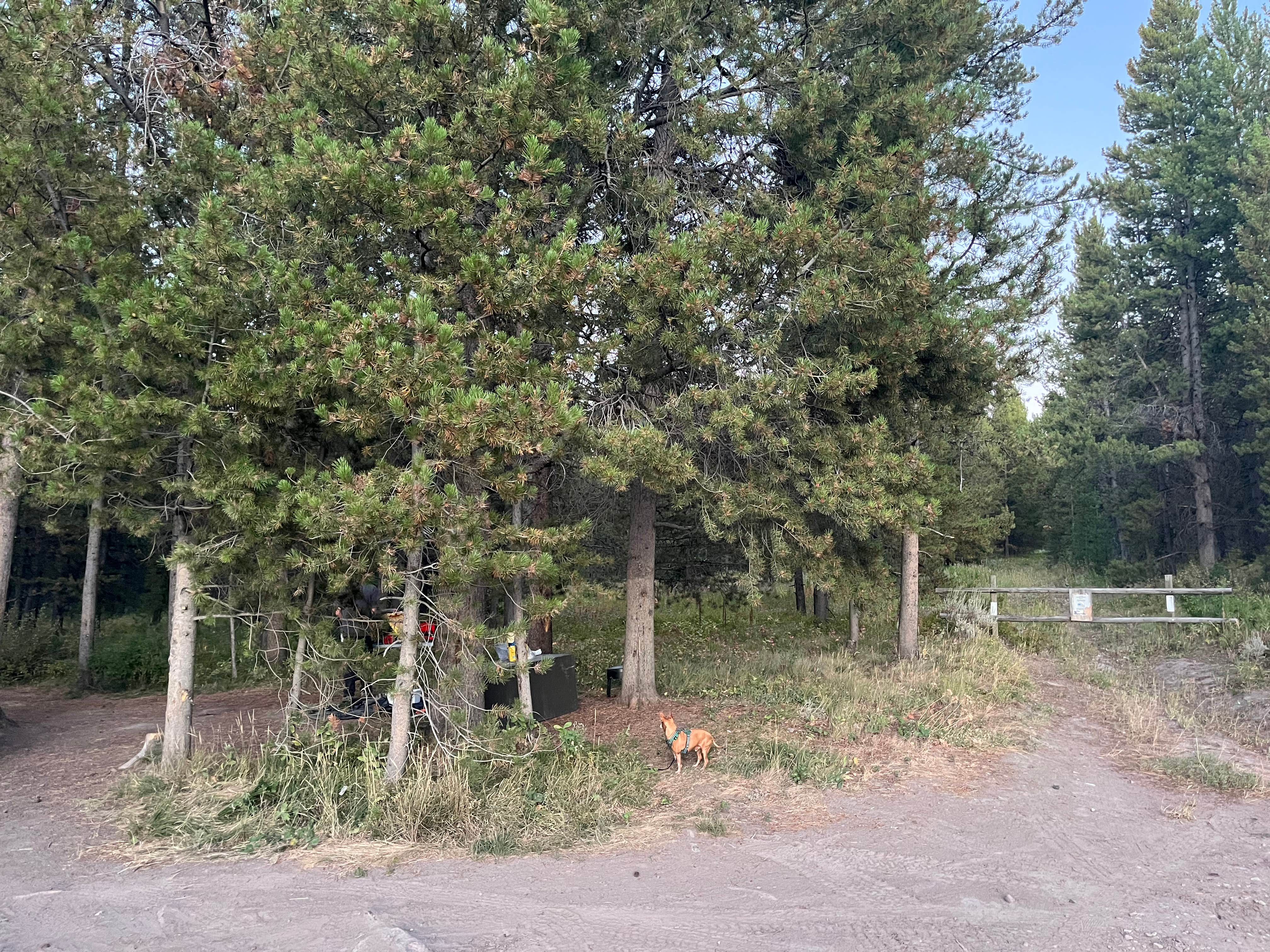 Joleigh S.'s photo of camping with pets at Toppings Lake in Bridger-Teton National Forest near Grand Teton National Park