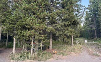 Joleigh S.'s photo of camping with pets at Toppings Lake in Bridger-Teton National Forest near Grand Teton National Park