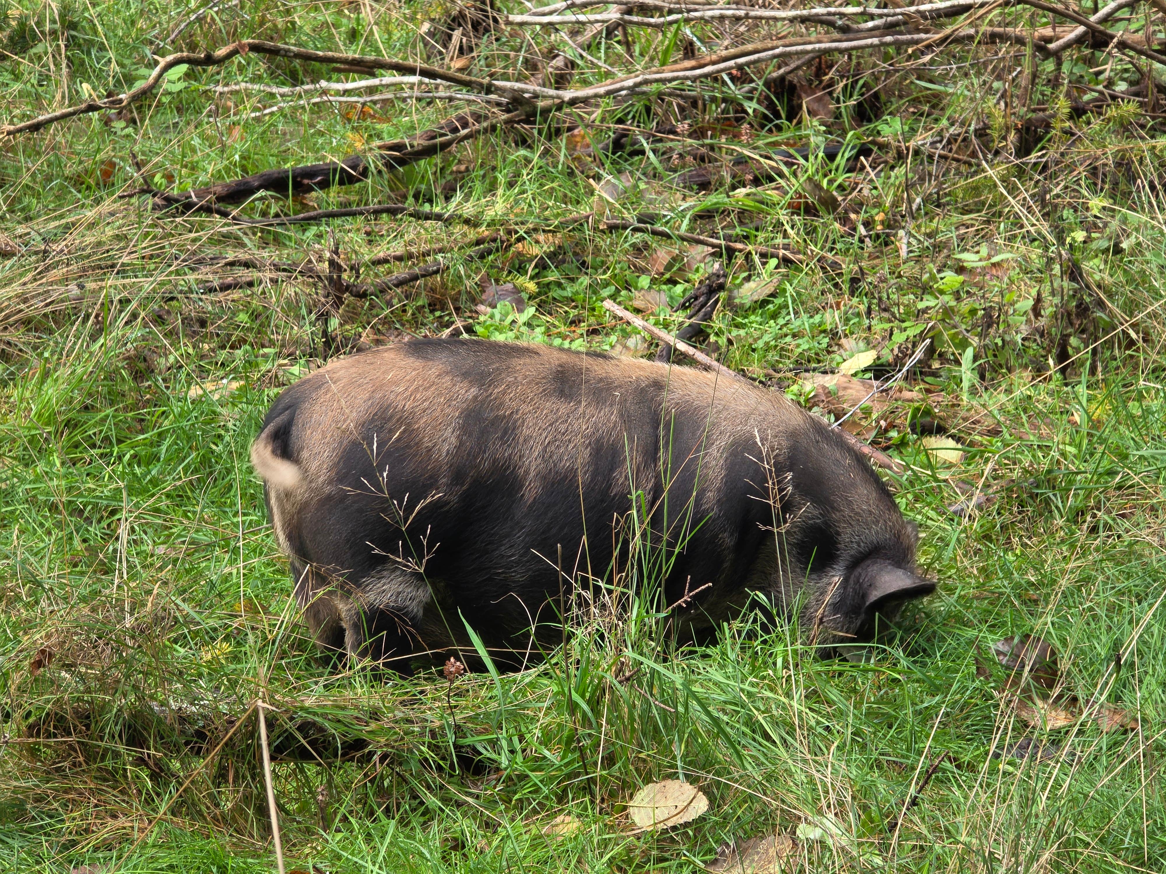 Camper submitted image from Davenport Community - 3