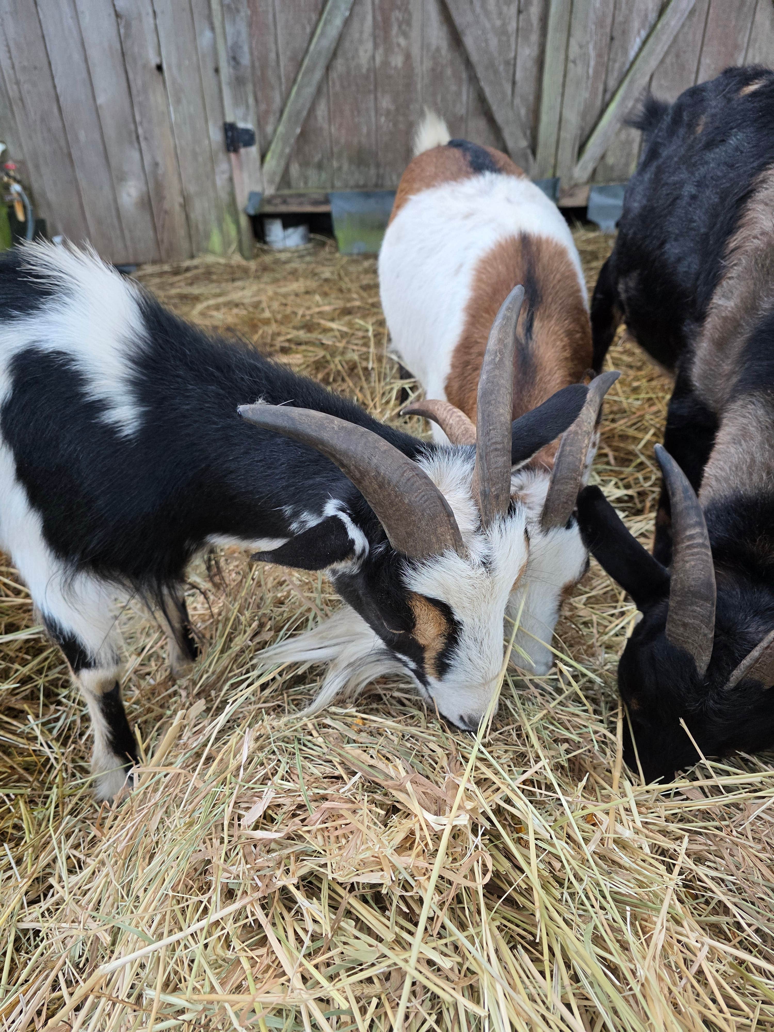 Camper submitted image from Davenport Community - 2