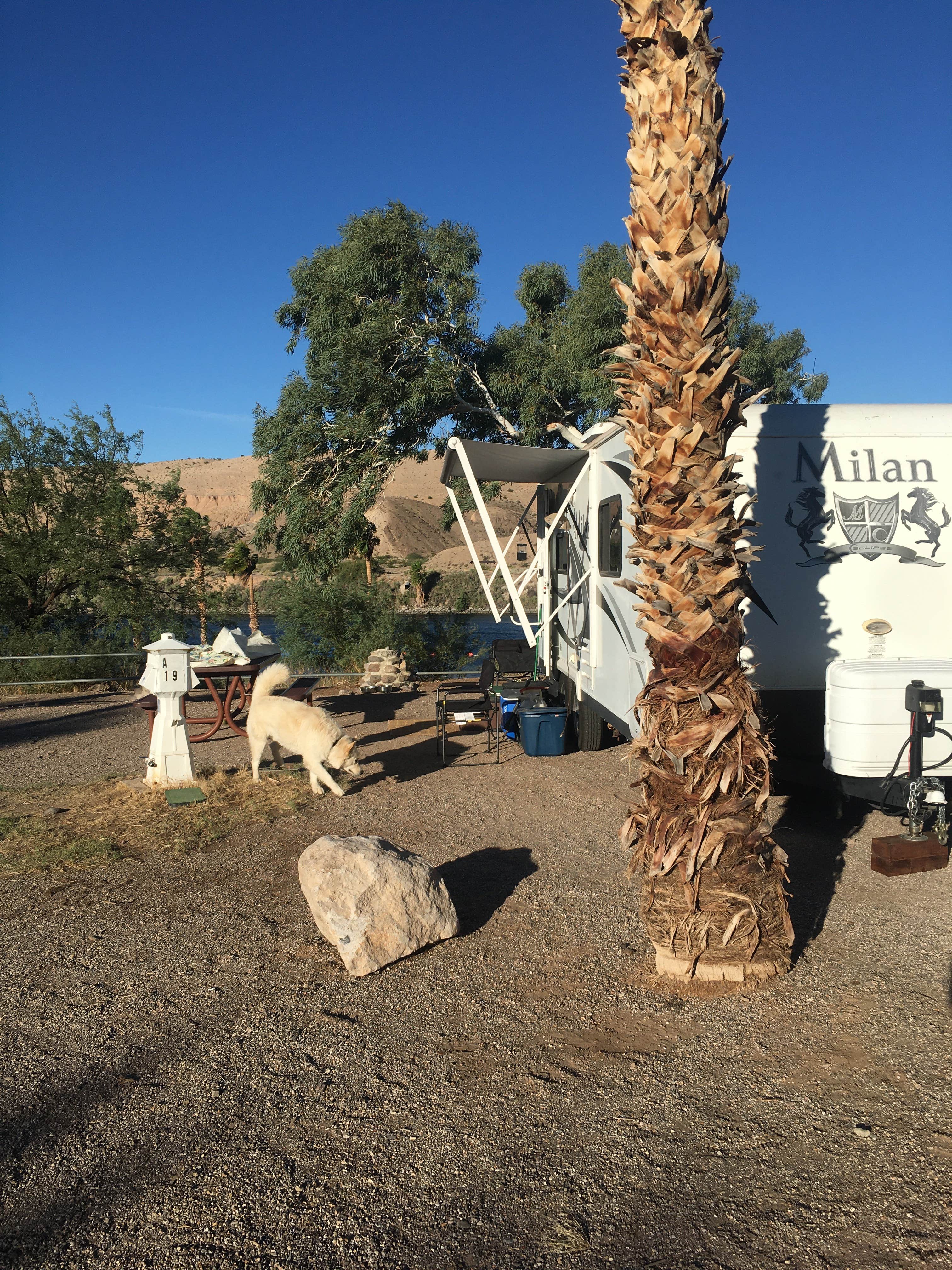 Larry  L.'s photo of camping with pets at Davis Camp Park - Mohave County near Searchlight, NV