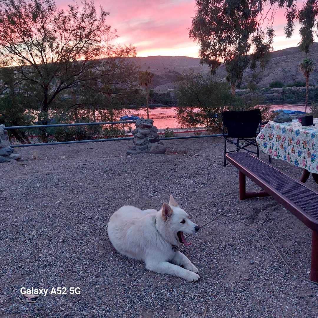 Larry  L.'s photo of camping with pets at Davis Camp Park - Mohave County near Searchlight, NV