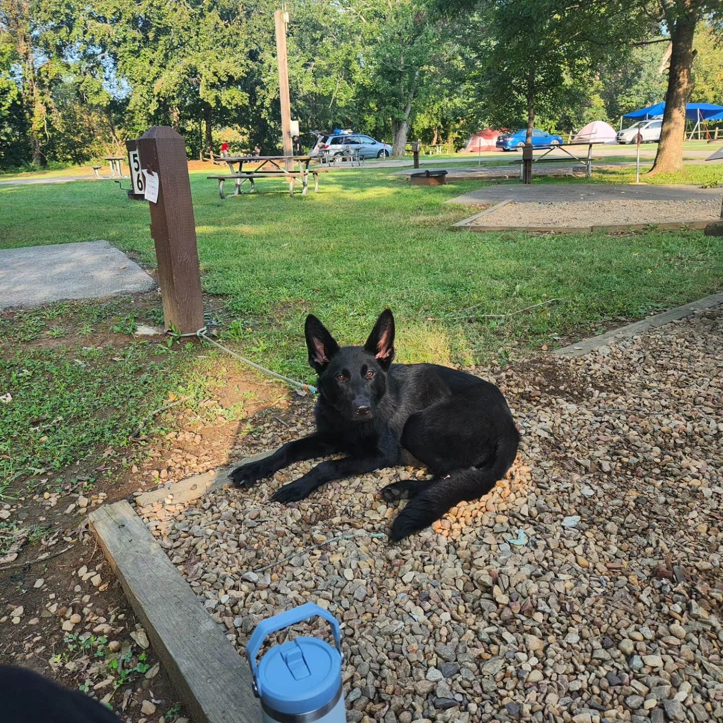 DJody H.'s photo of camping with pets at Davy Crockett Campground near Pleasant Hill, TN