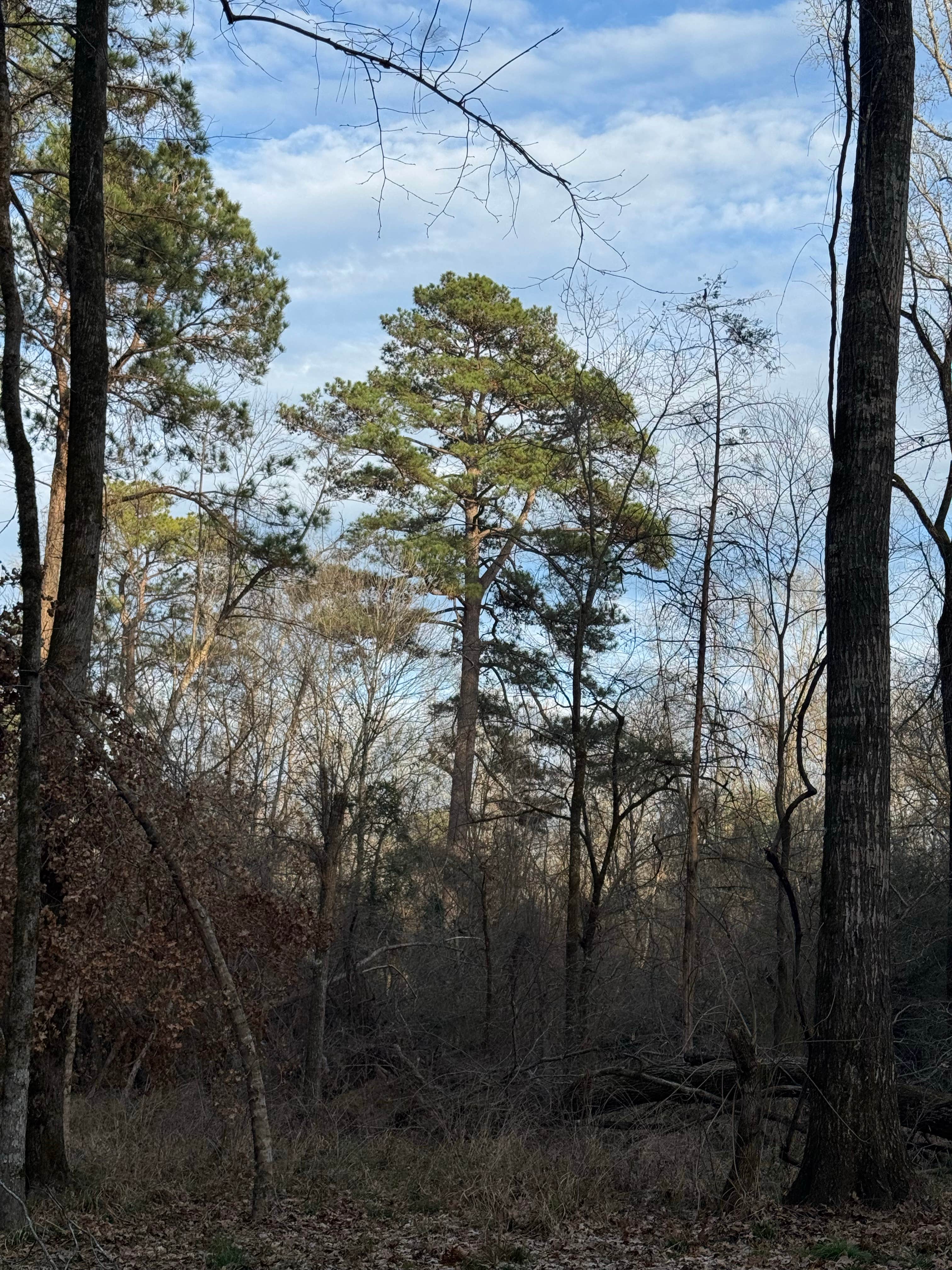 Camper-submitted photo at Davy Crockett National Forest Hunter’s Camp near Rusk, TX