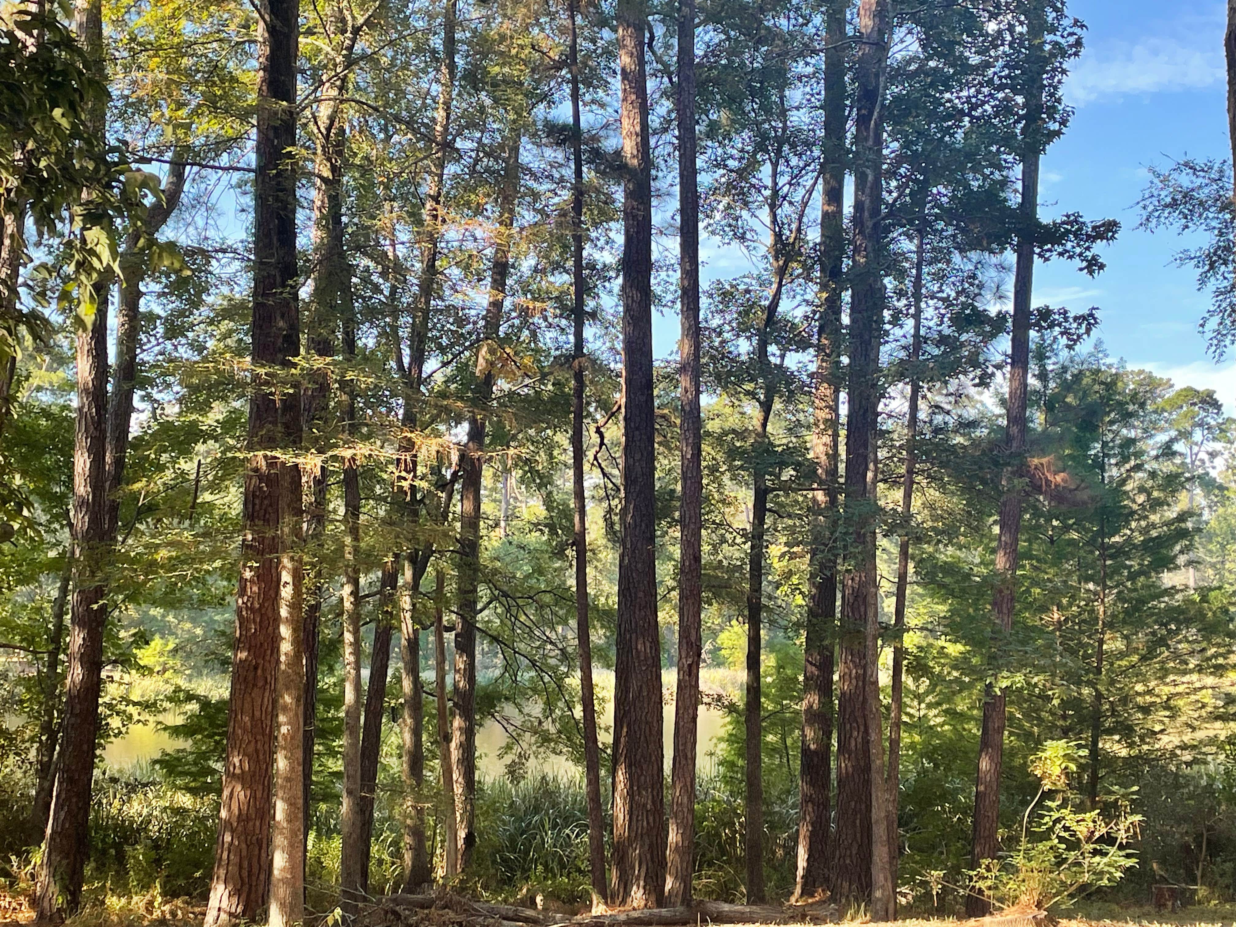 Camper-submitted photo at Davy Crockett National Forest Ratcliff Lake Recreation Area near Crockett, TX