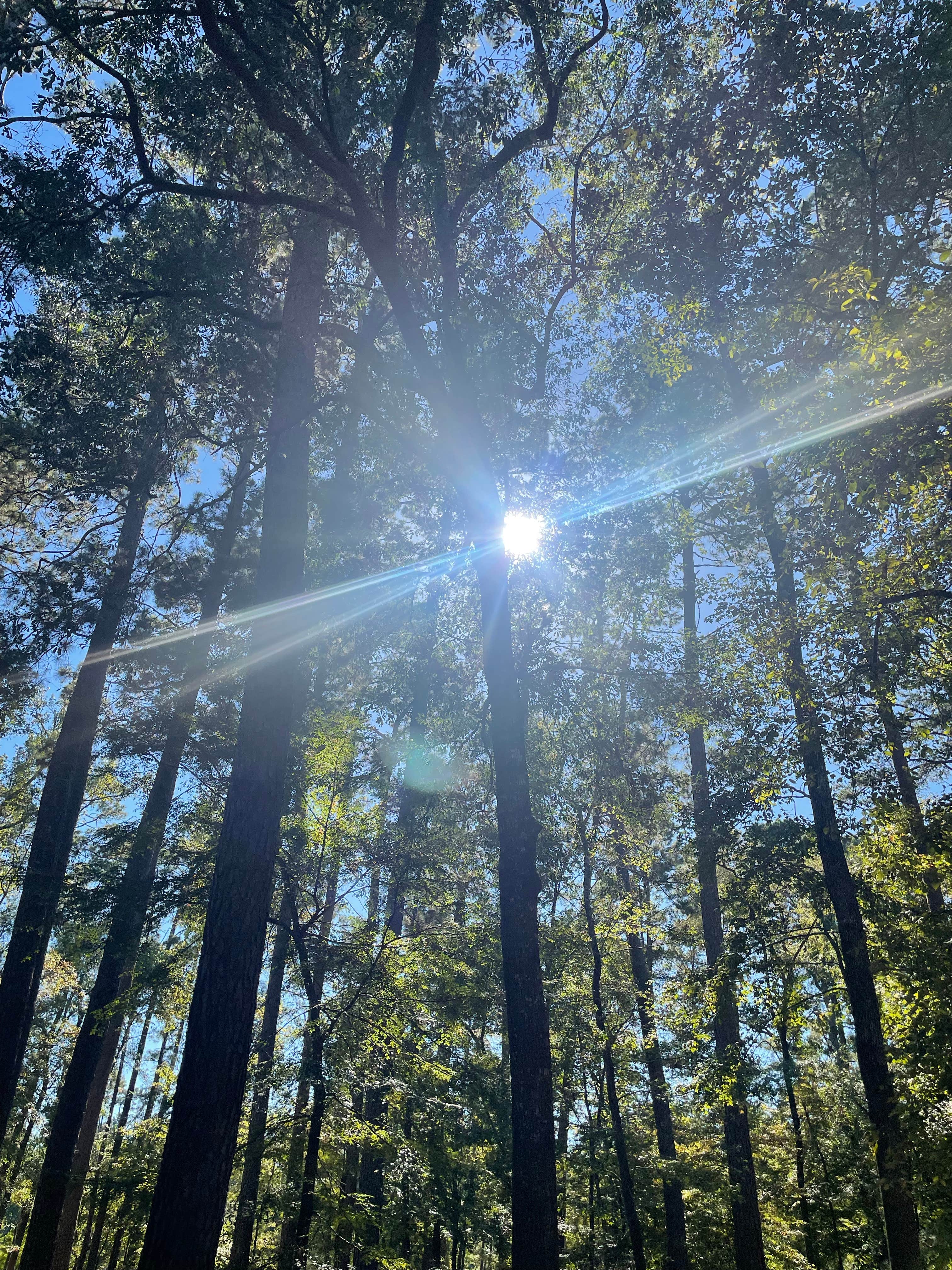 Camper-submitted photo at Davy Crockett National Forest Ratcliff Lake Recreation Area near Crockett, TX