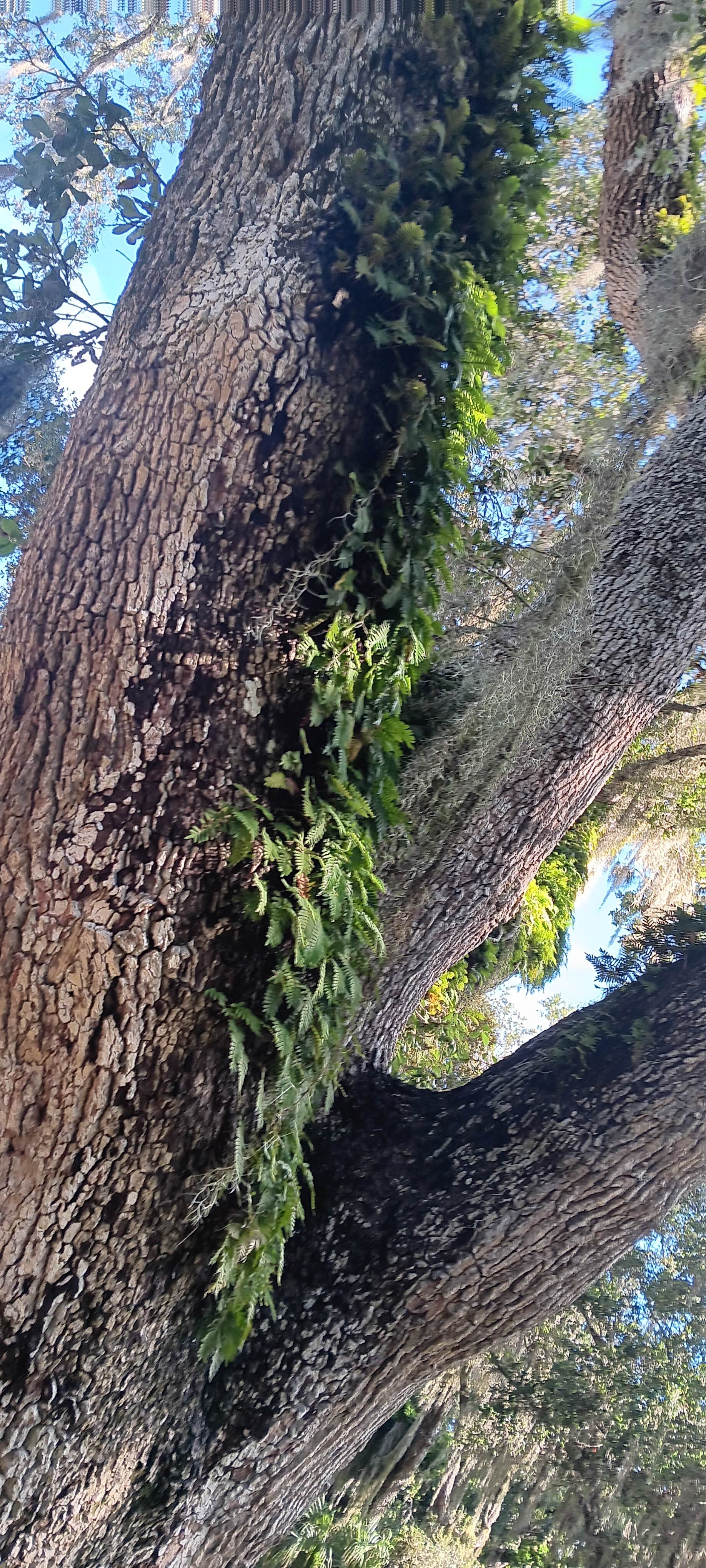 Camper-submitted photo at South Daytona RV Park &Tropical Gardens near Deltona, FL