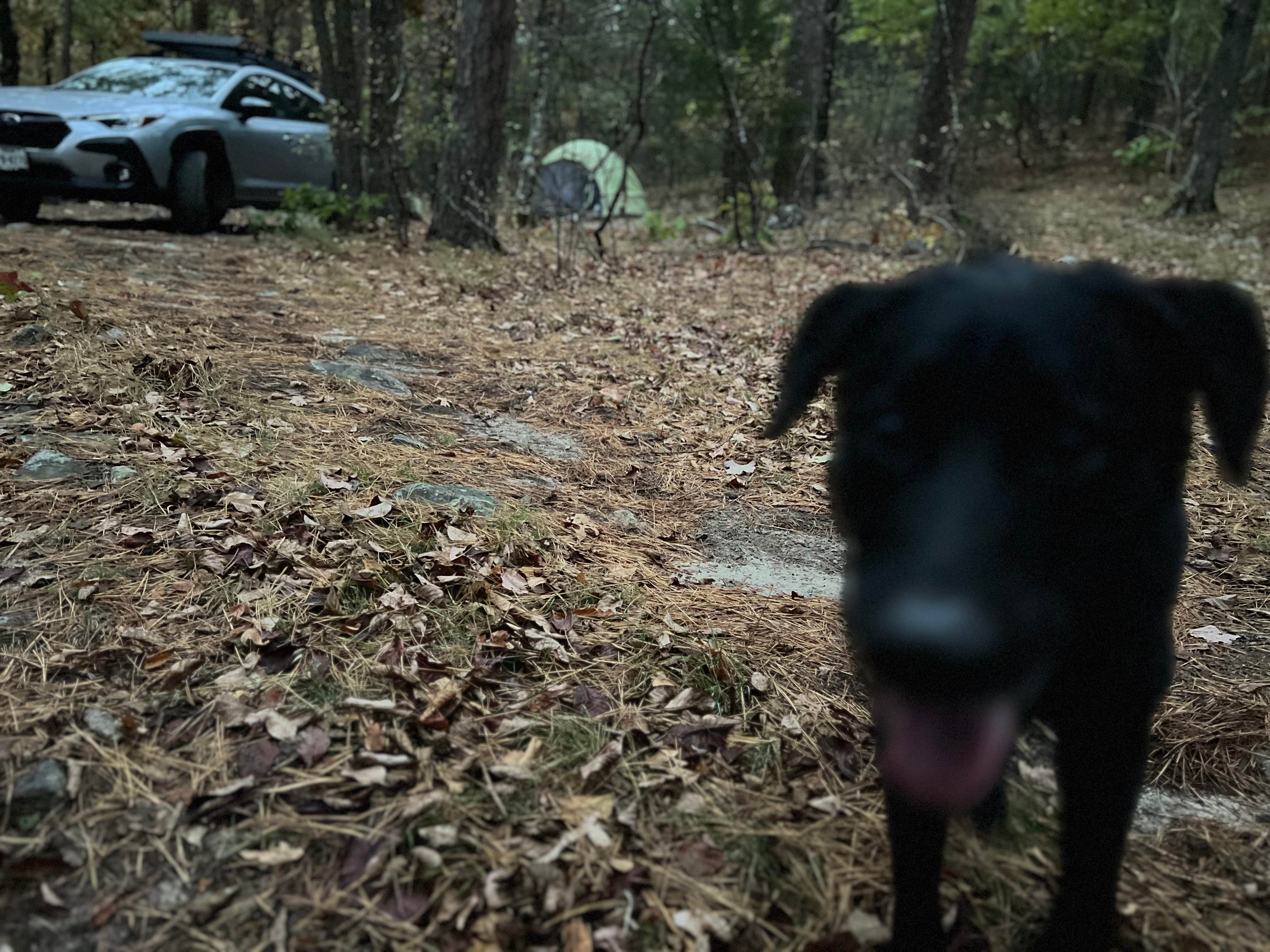 Kaleb G.'s photo of a dispersed camping area at Dead Man Gap Dispersed Campsite near Eufaula Lake