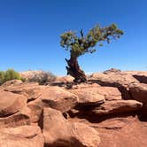 Review photo of Wingate Campground — Dead Horse Point State Park by Colleen B., August 18, 2025