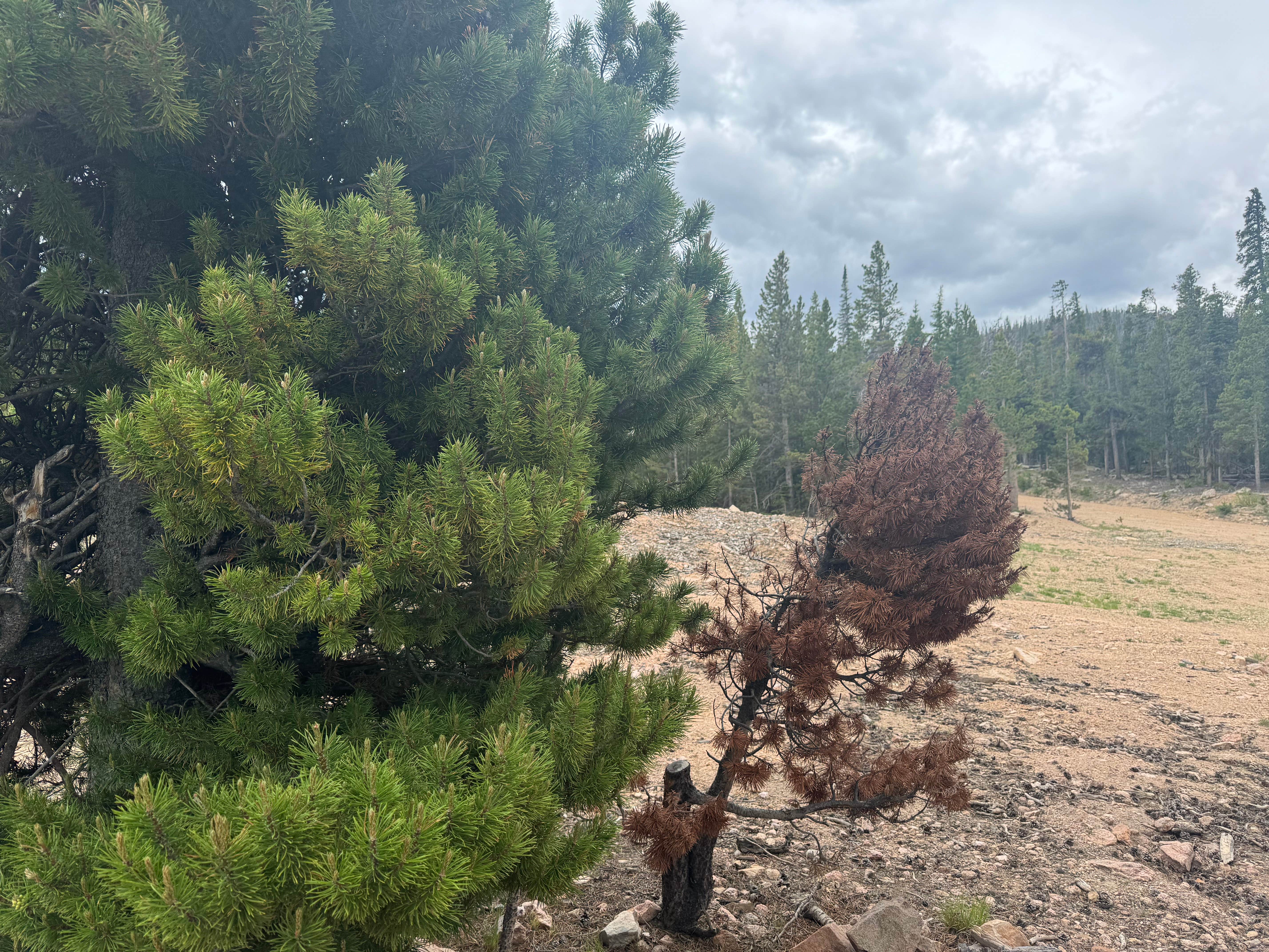 Camping near Fire Route 309: Deadman’s Rd, Red Feather Lakes, Colorado