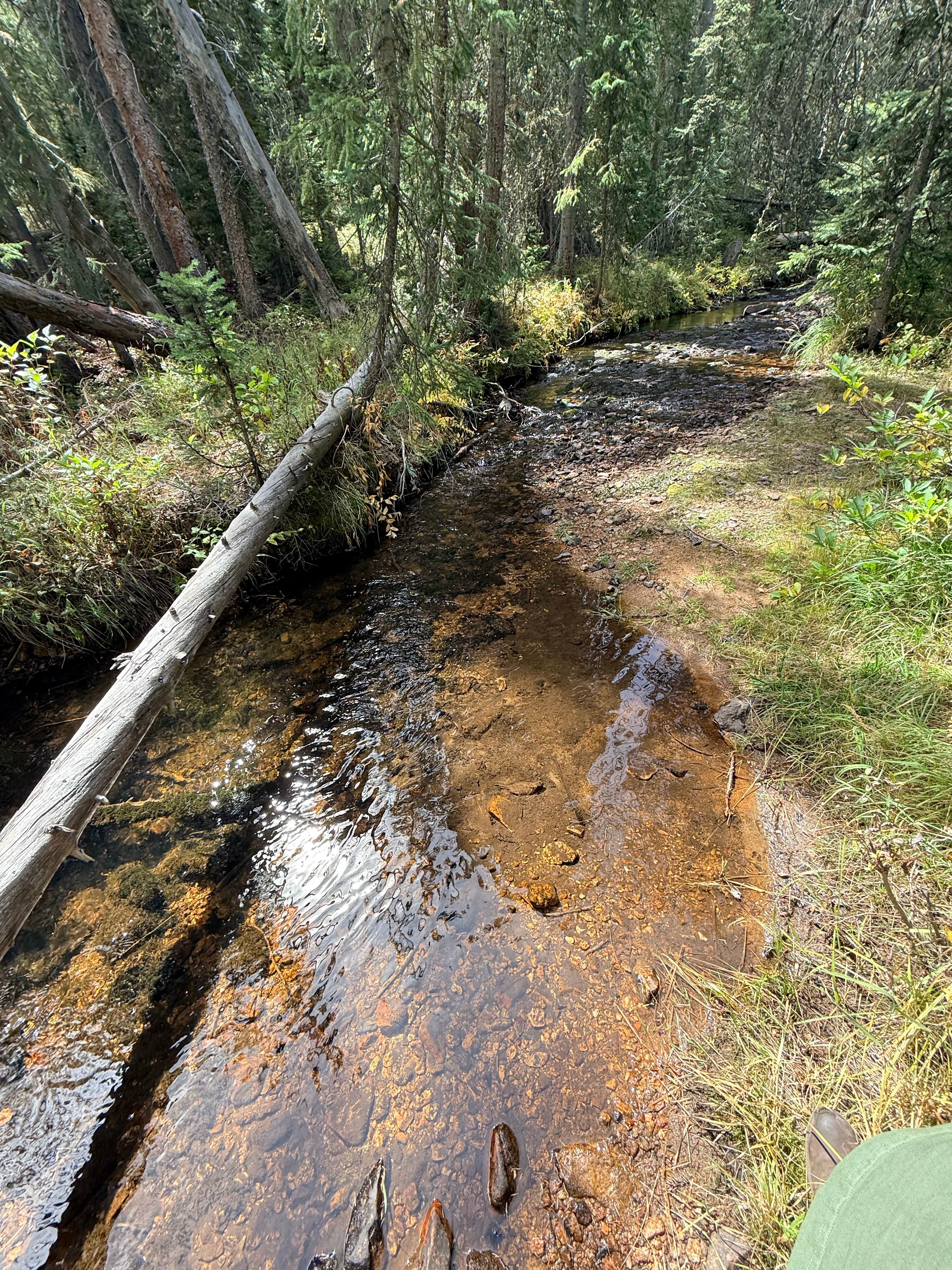 Camping near North Fork Poudre Campground: Deadman’s Road, Red Feather Lakes, Colorado