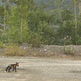 Review photo of Dease Lake by Ricky R., August 11, 2026