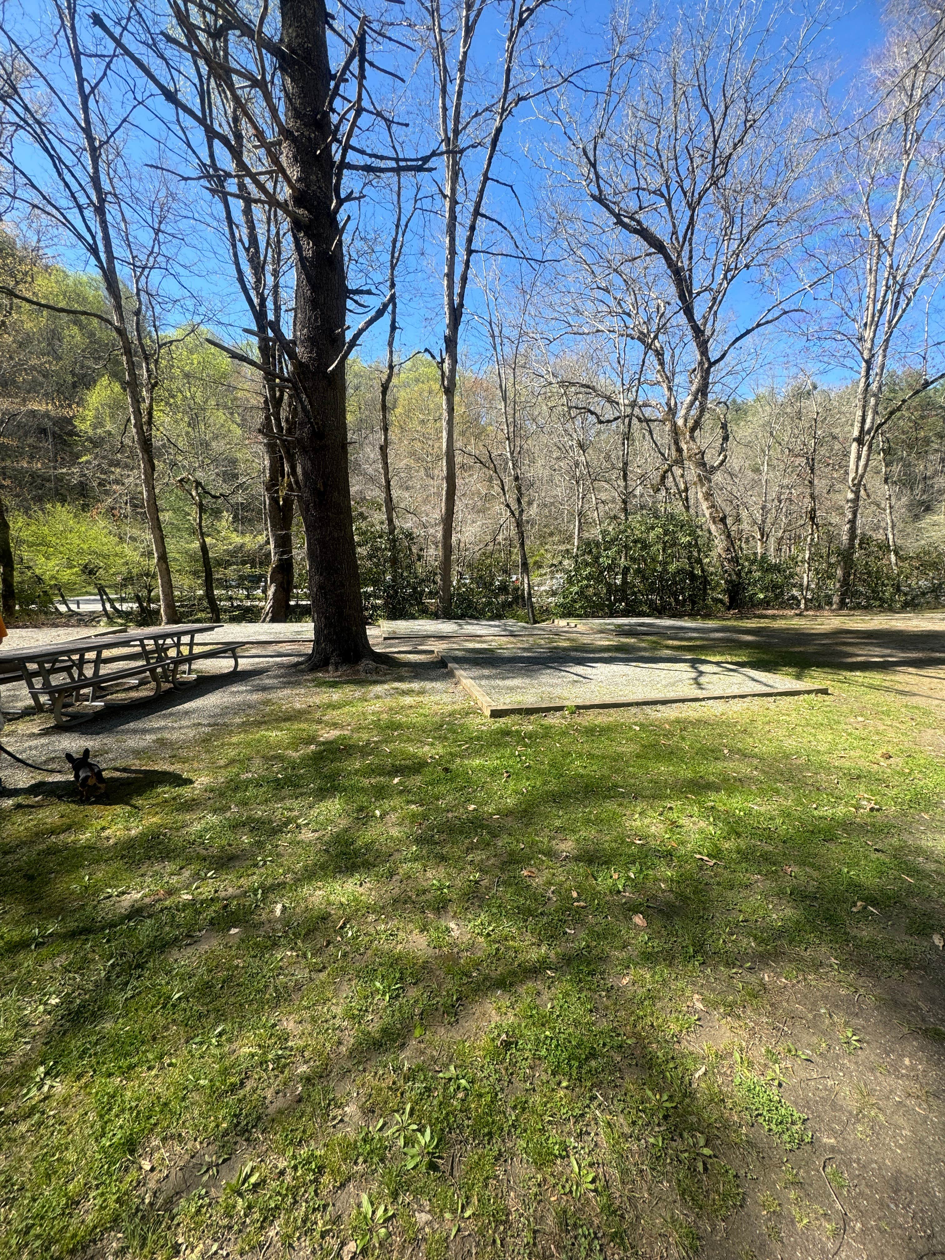 Carolin C.'s photo of camping with pets at Deep Creek Campground — Great Smoky Mountains National Park near Sylva, NC
