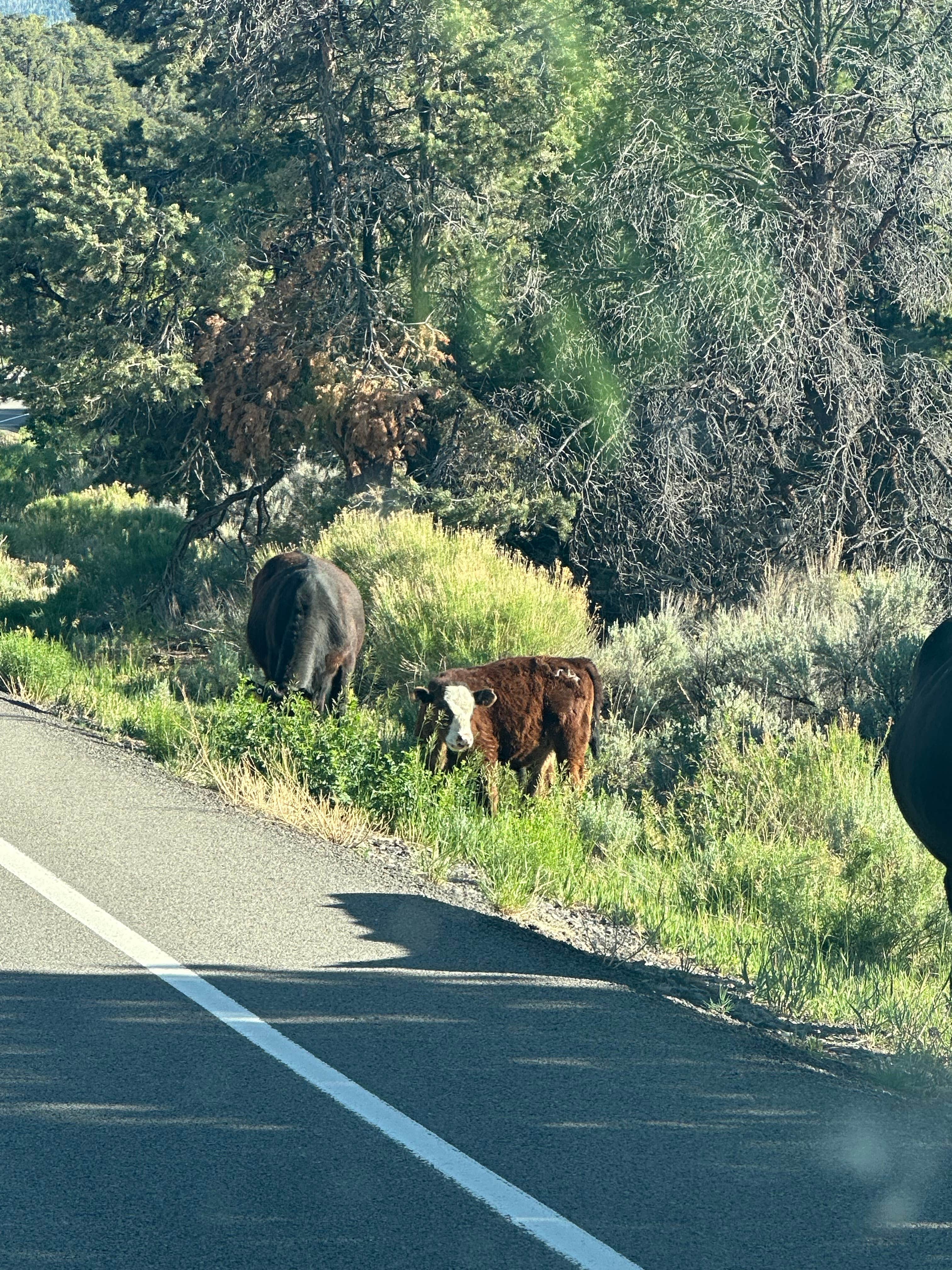 Camper submitted image from Deer Creek Lake Trail - 2