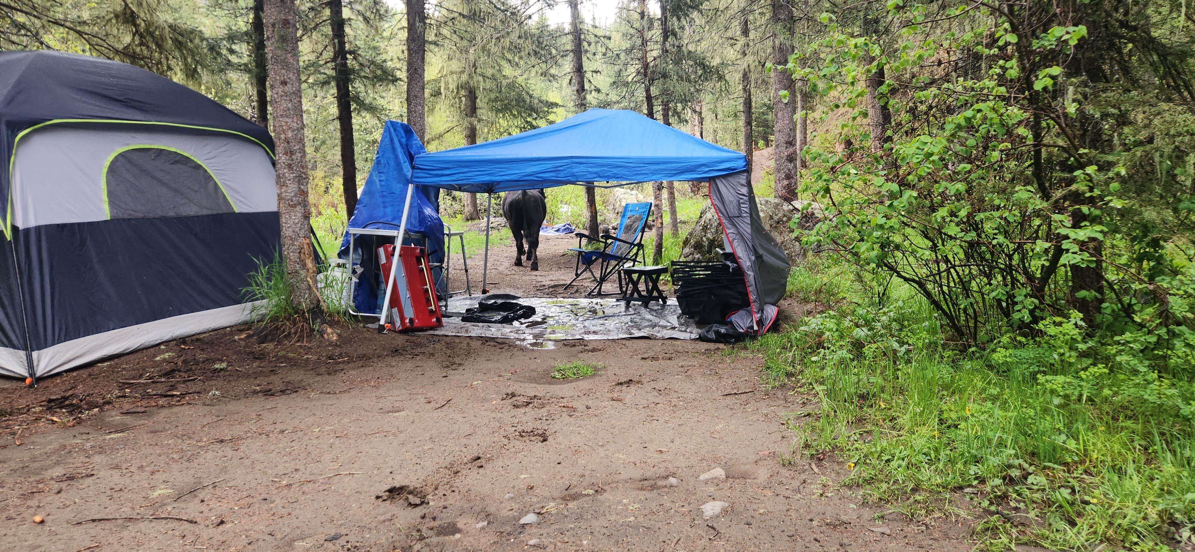 Alicia O.'s photo of a dispersed camping area at Del Norte Dispersed Camping near South Fork, CO