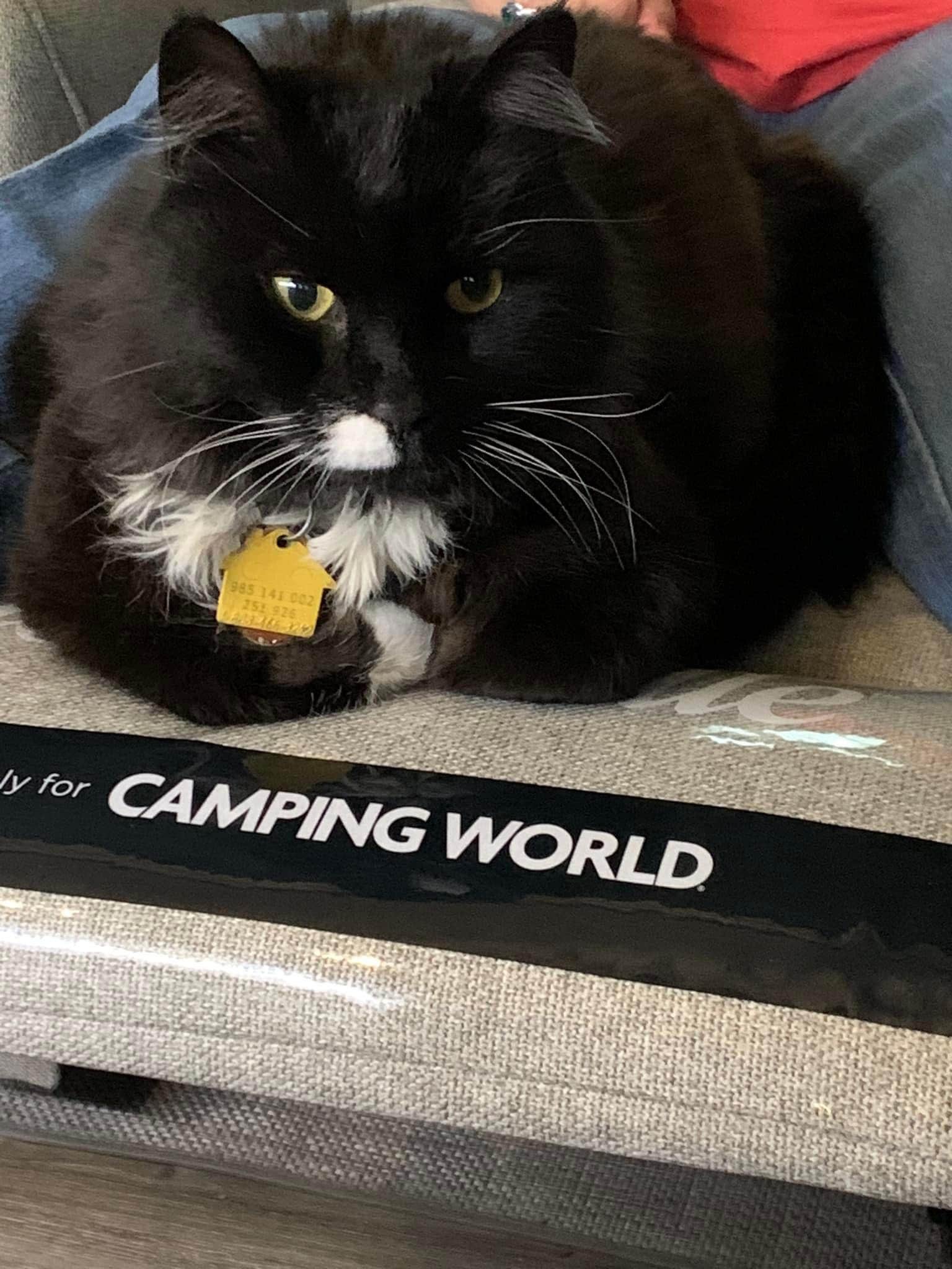 Laure D.'s photo of camping with pets at Lums Pond State Park Campground near Chase, MD