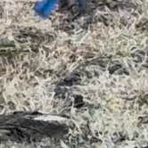 Review photo of Lums Pond State Park Campground by Catherine M., March 19, 2026