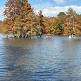 Review photo of Trap Pond State Park Campground by Gary D., November 5, 2024