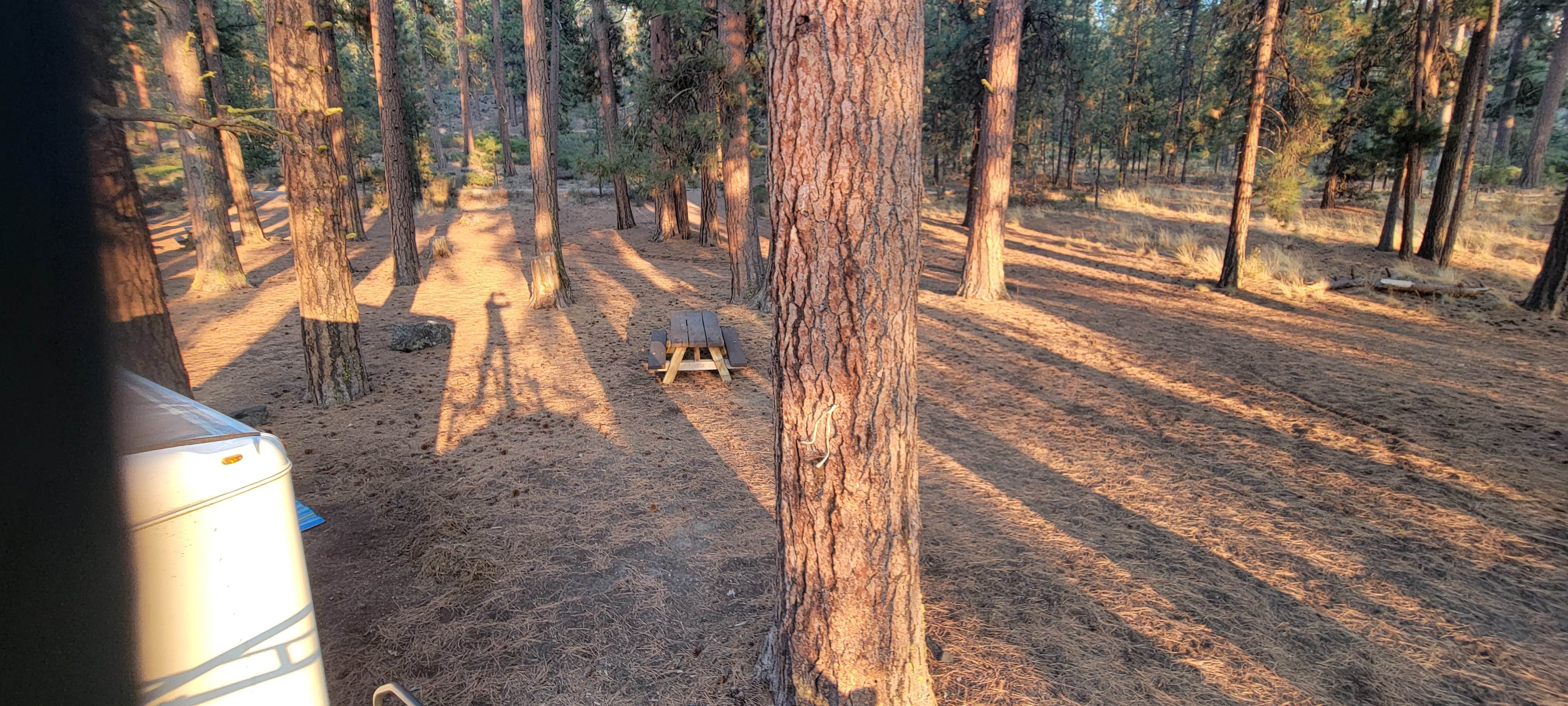 Camper submitted image from Deschutes National Forest Lava Flow (North) Campground - 5