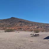 Review photo of Desert Campsite The Pads by Thomas R., September 30, 2025