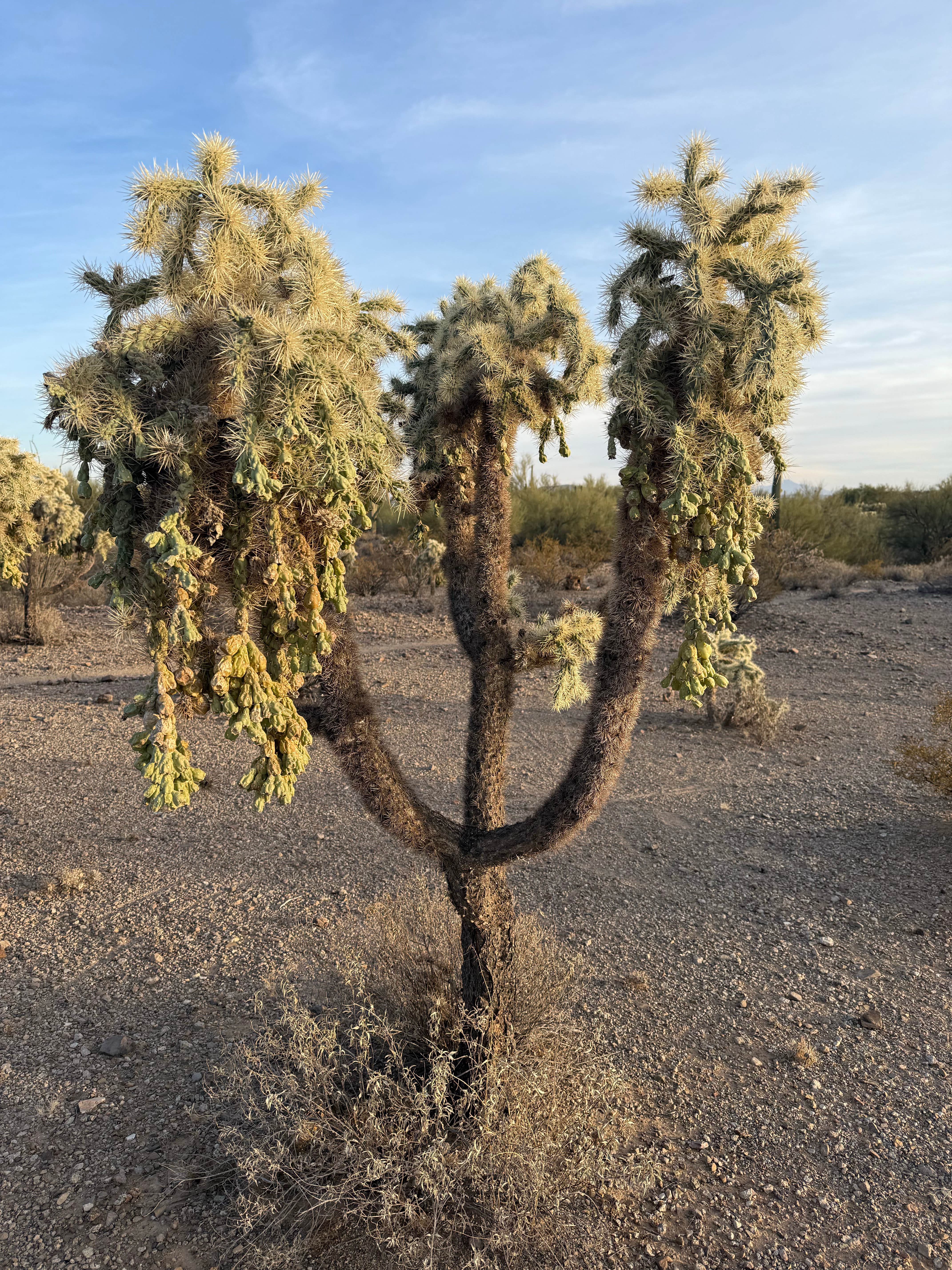 Camper-submitted photo at Desert Trails RV Park - Adult-only Resort near Oro Valley, AZ