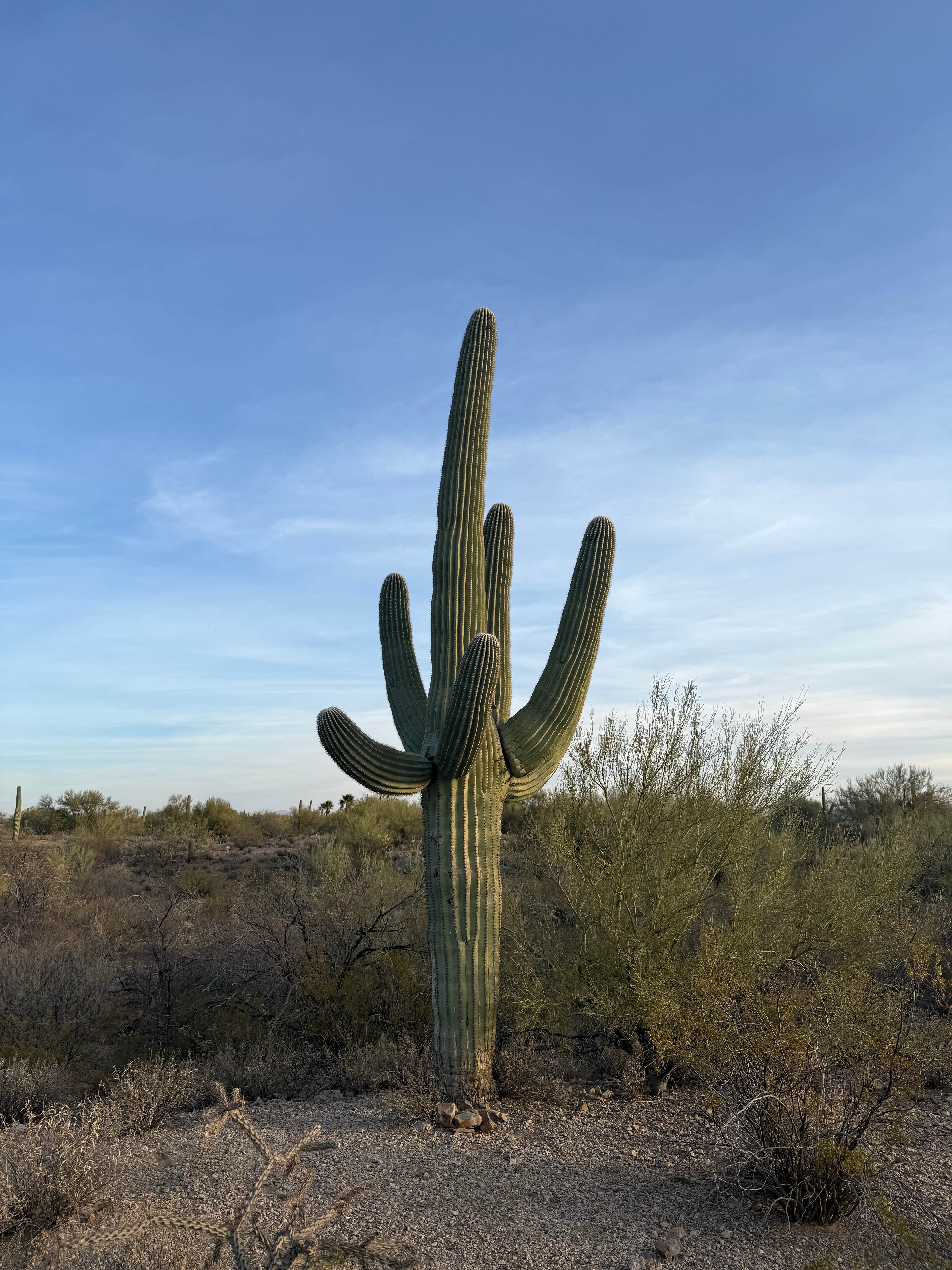 Camper-submitted photo at Desert Trails RV Park - Adult-only Resort near Oro Valley, AZ