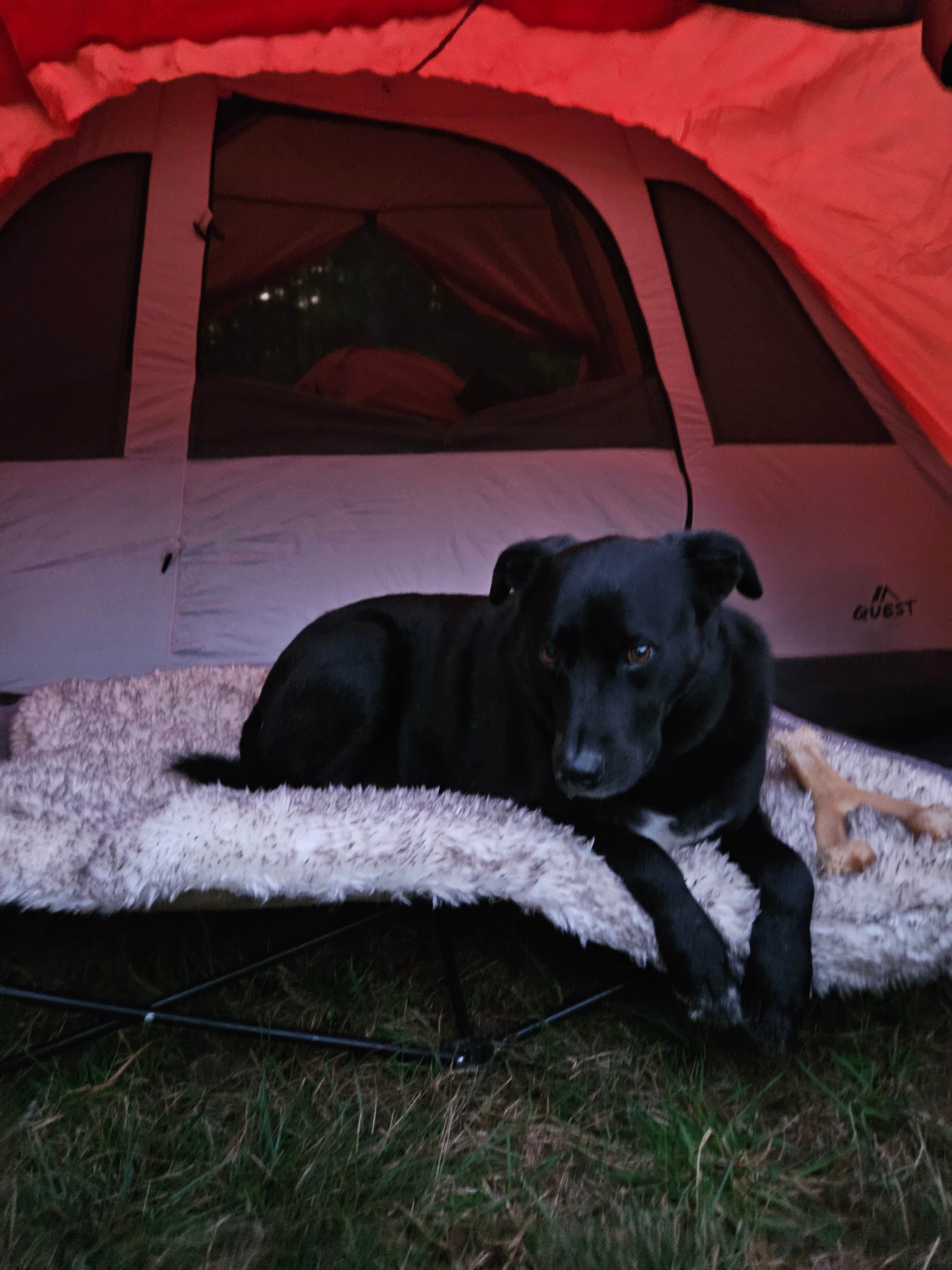 Ashley L.'s photo of camping with pets at DevilDoc Campsites near Utica, NY