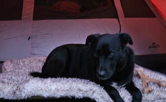 Ashley L.'s photo of camping with pets at DevilDoc Campsites near Howes Cave, NY
