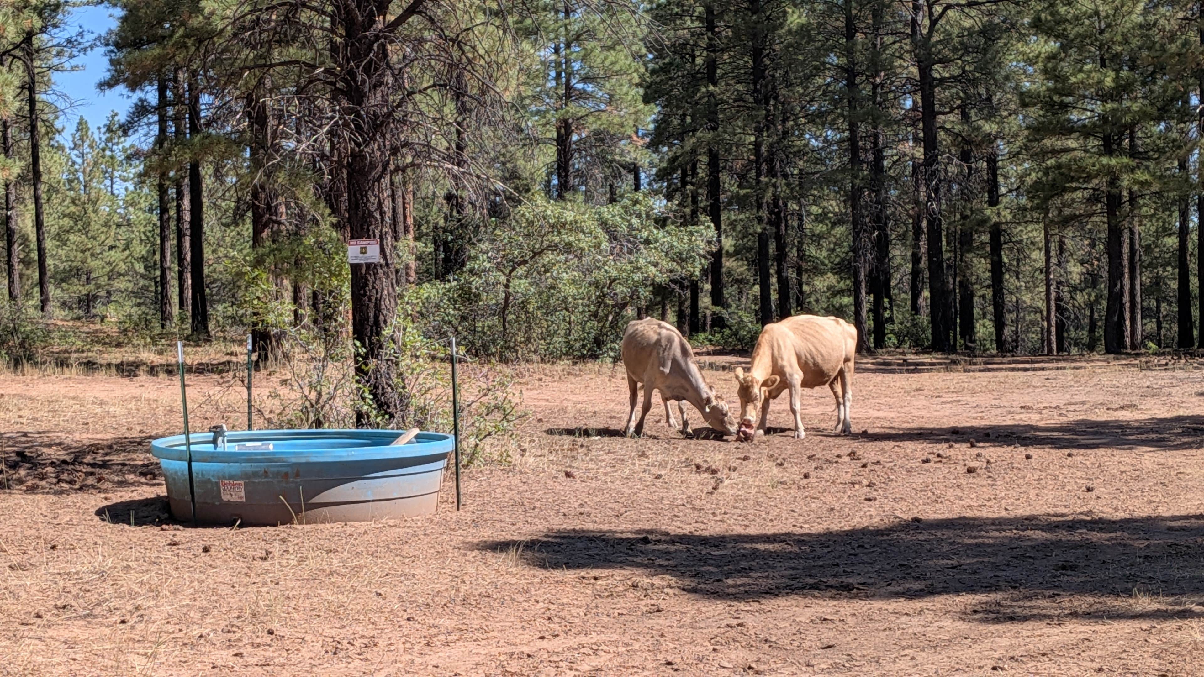 Camper-submitted photo at Devil's Canyon Dispersed Site near Blanding, UT