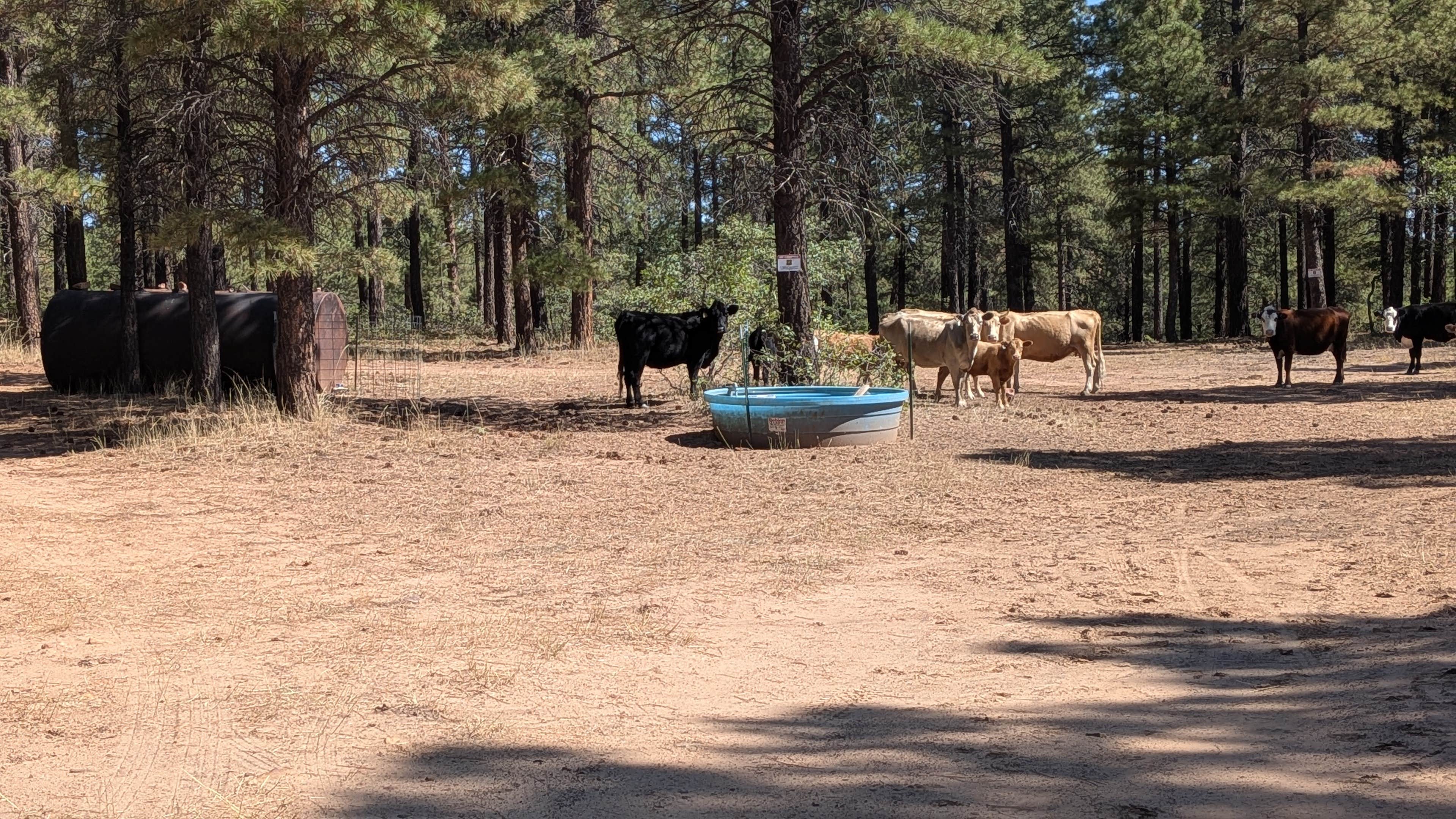 Camper submitted image from Devil's Canyon Dispersed Site - 3
