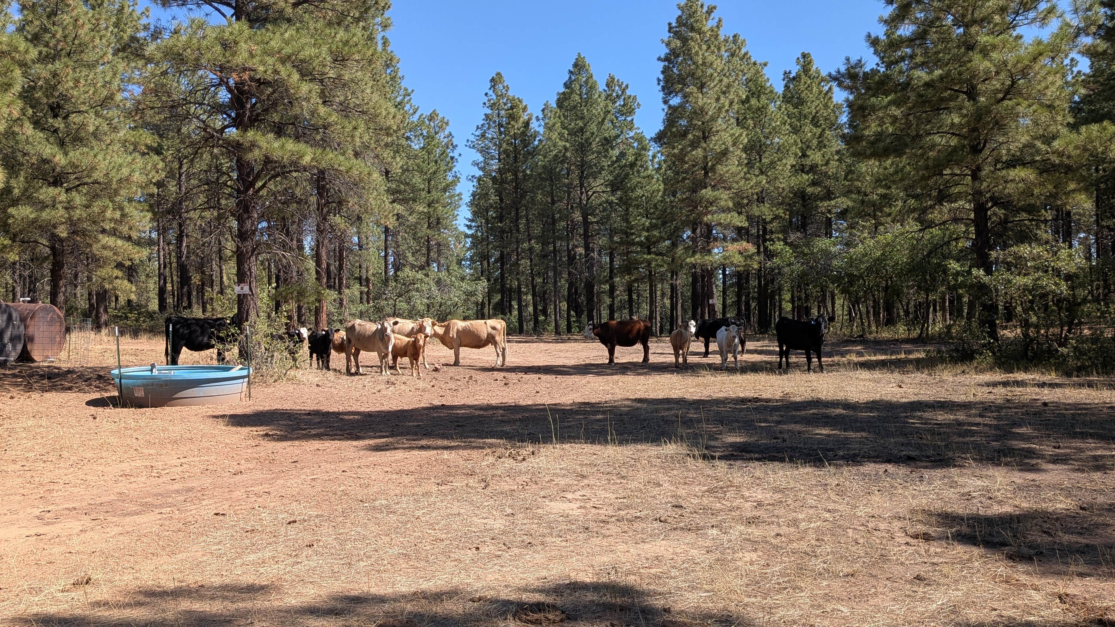 Camper submitted image from Devil's Canyon Dispersed Site - 4