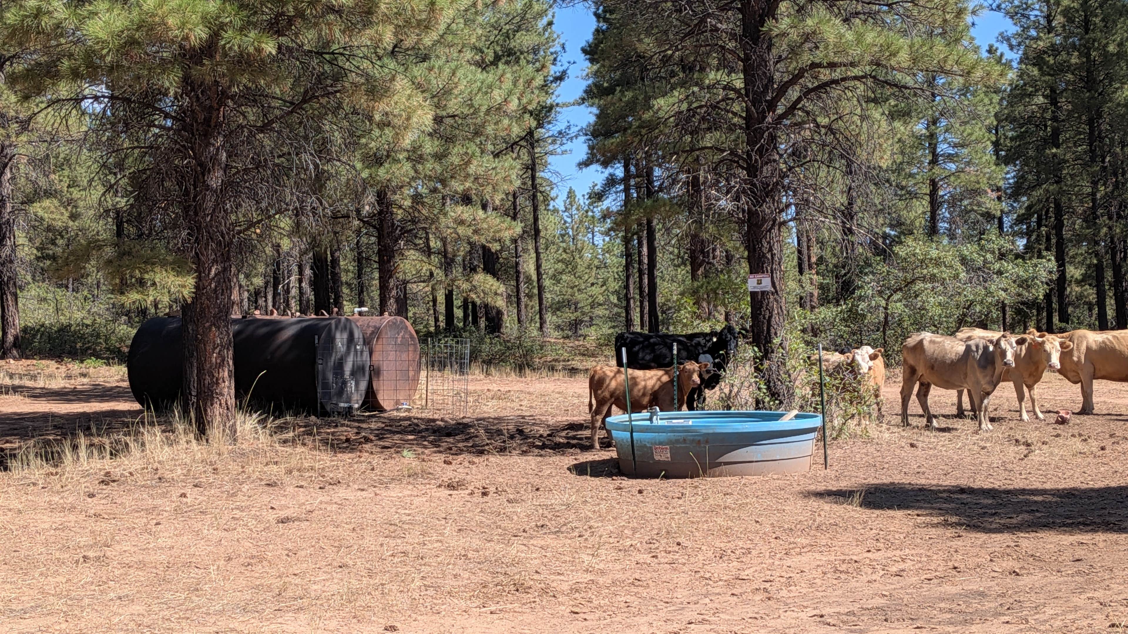 Camper submitted image from Devil's Canyon Dispersed Site - 2