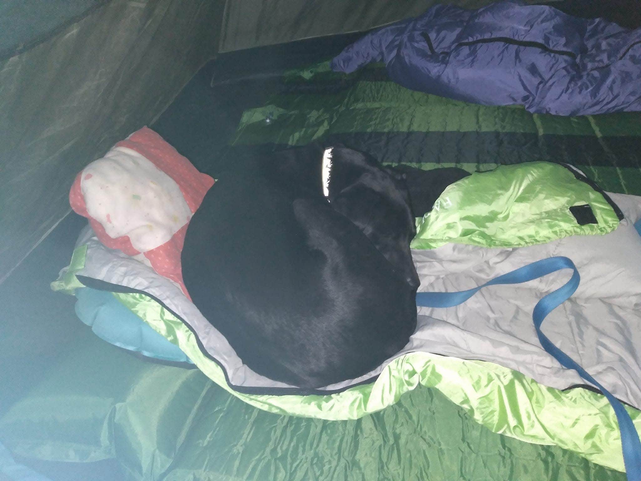 Kay K.'s photo of camping with pets at Devils Lake State Park Group Campground — Devils Lake State Park near Madison, WI