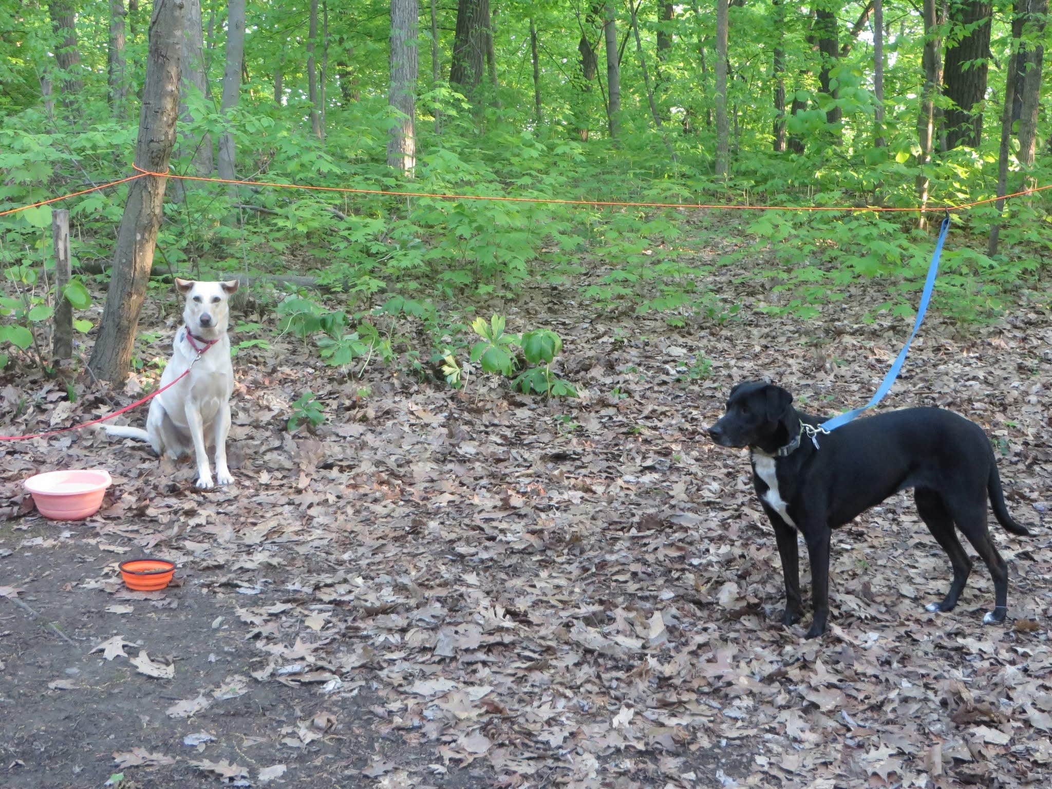 Kay K.'s photo of camping with pets at Devils Lake State Park Group Campground — Devils Lake State Park near Baraboo, WI