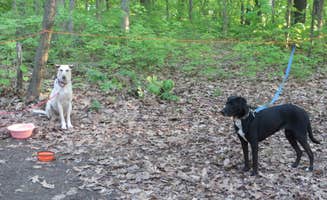 Kay K.'s photo of camping with pets at Devils Lake State Park Group Campground — Devils Lake State Park near Baraboo, WI