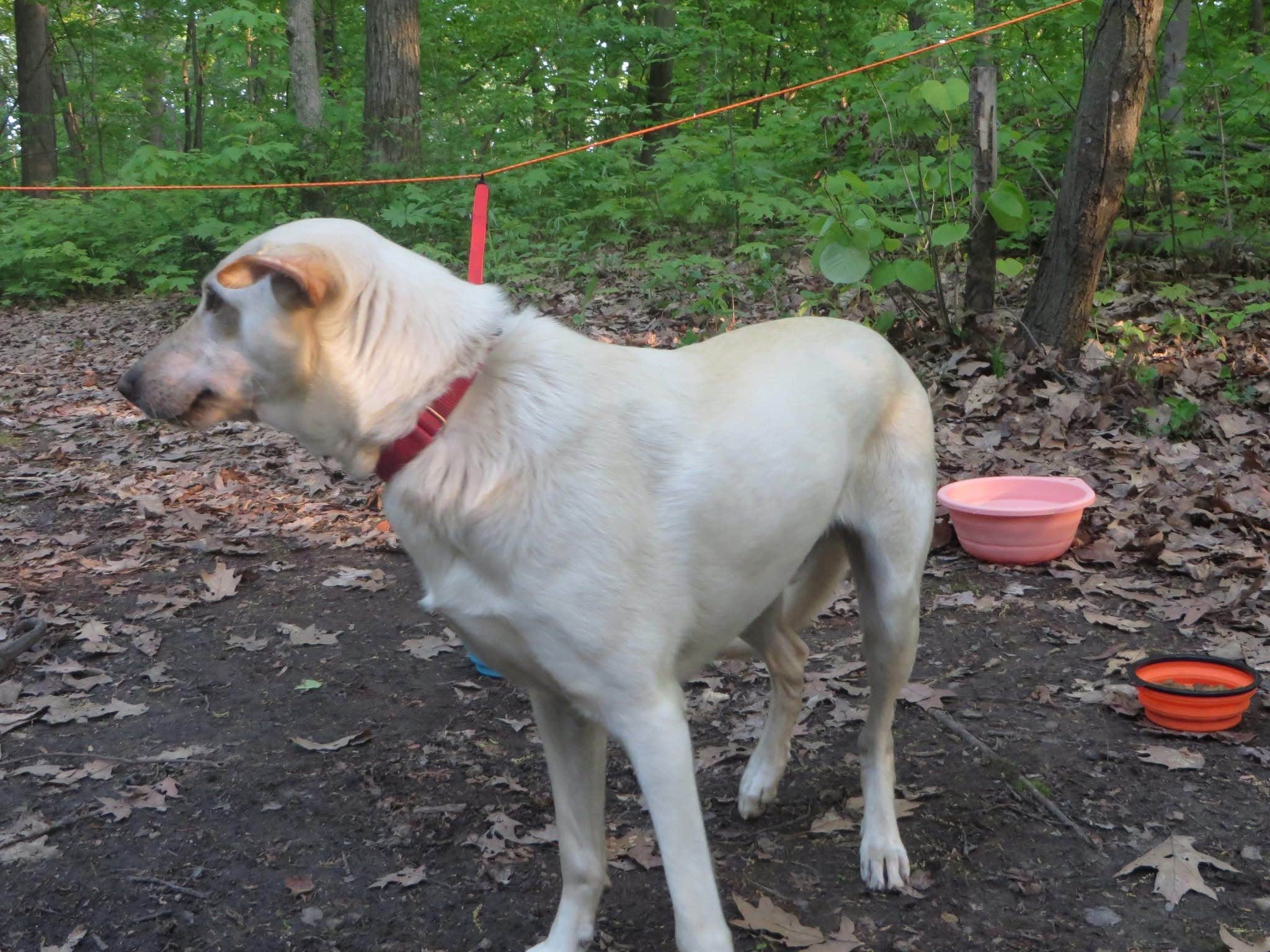 Kay K.'s photo of camping with pets at Devils Lake State Park Group Campground — Devils Lake State Park near Merrimac, WI