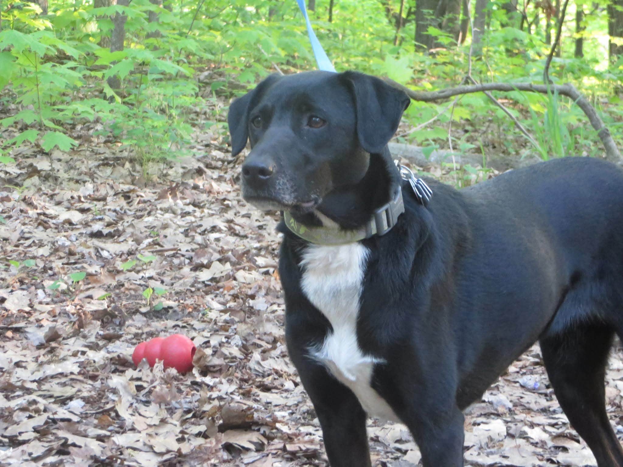 Kay K.'s photo of camping with pets at Devils Lake State Park Group Campground — Devils Lake State Park near Cross Plains, WI