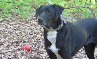 Kay K.'s photo of camping with pets at Devils Lake State Park Group Campground — Devils Lake State Park near North Freedom, WI