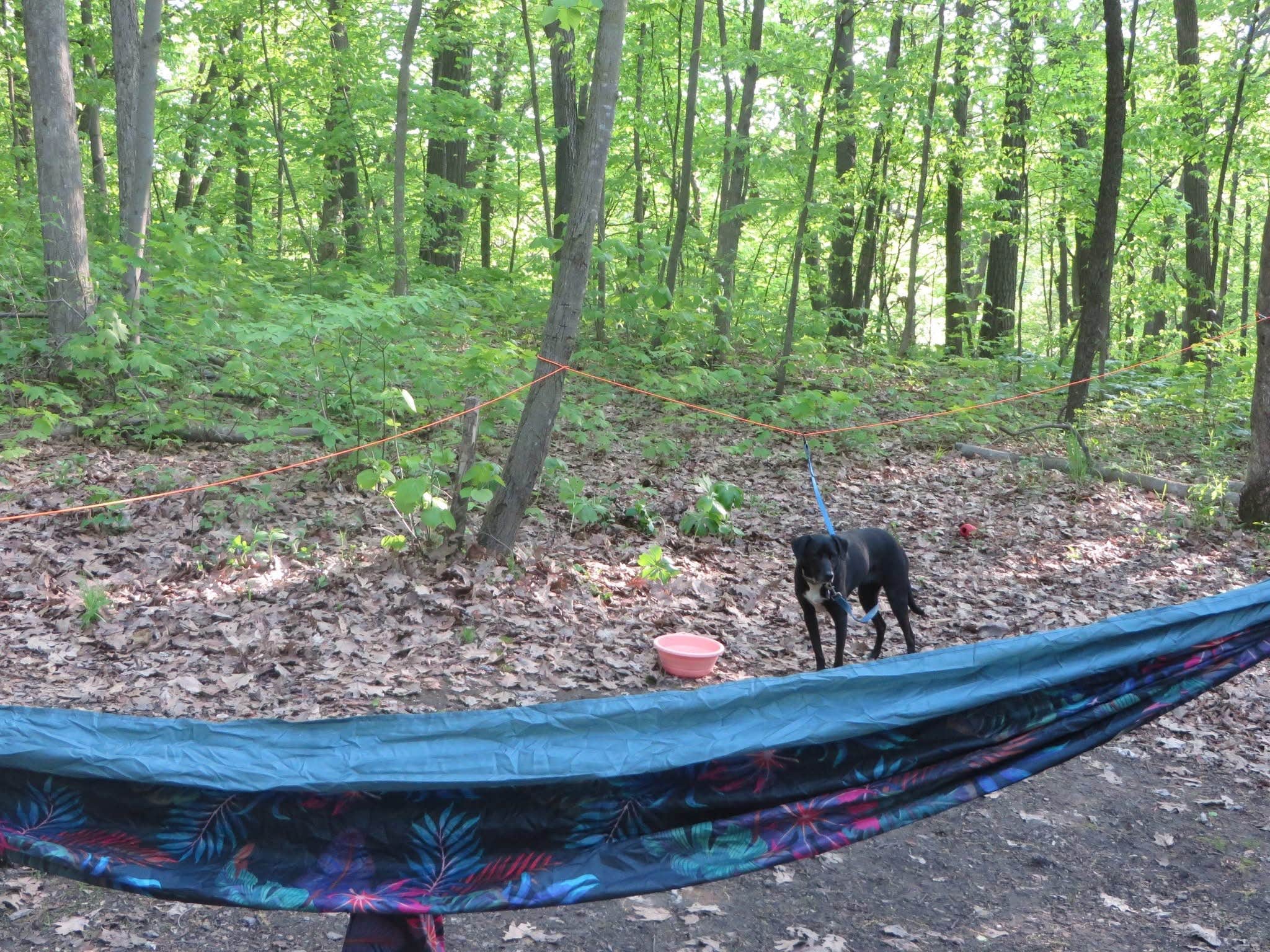 Kay K.'s photo of camping with pets at Devils Lake State Park Group Campground — Devils Lake State Park near Spring Green, WI