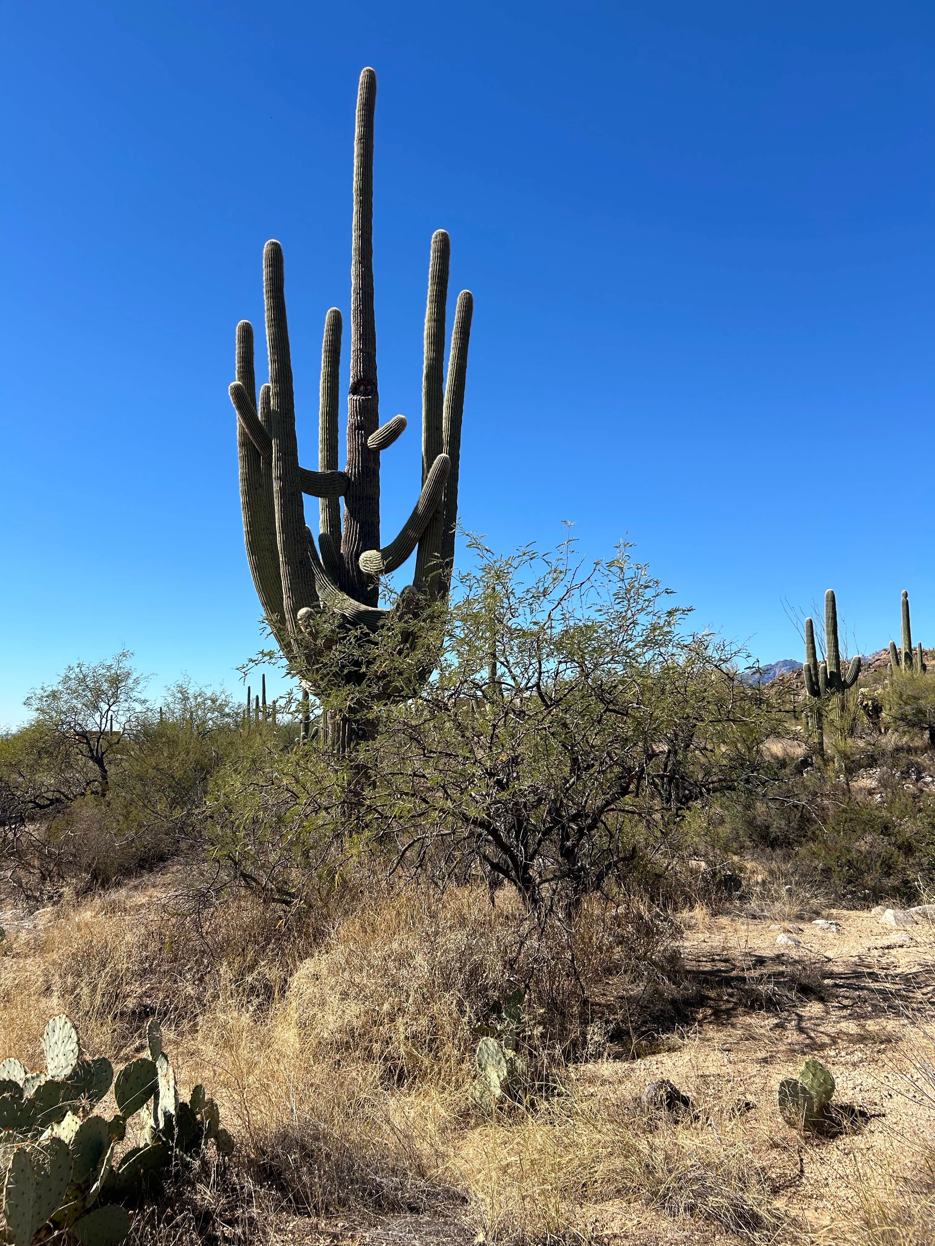 Camper-submitted photo at Justin's Diamond J RV Park near Oro Valley, AZ
