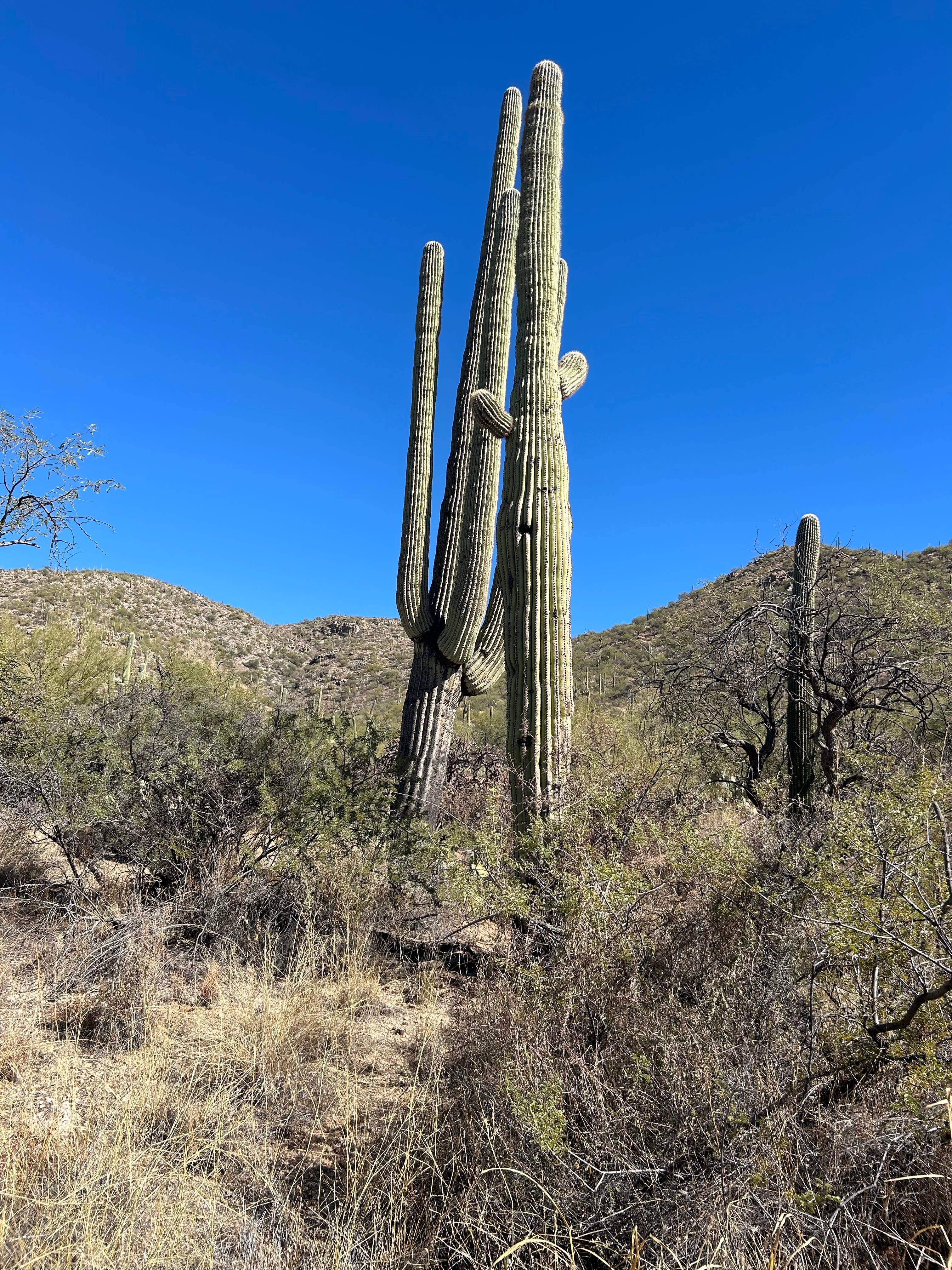 Camper-submitted photo at Justin's Diamond J RV Park near Oro Valley, AZ