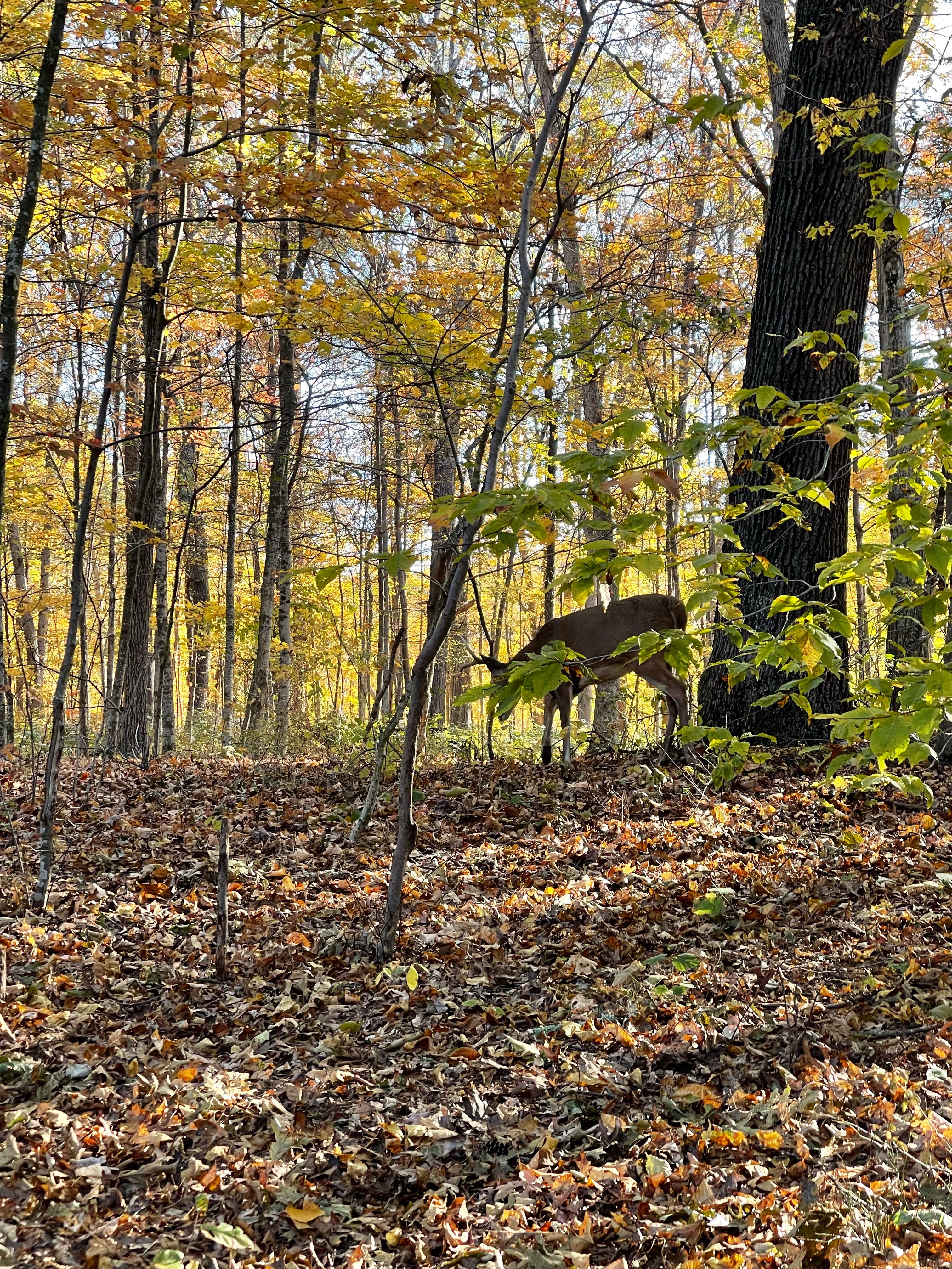 Camper-submitted photo at Dingmans Campground - Delaware Water Gap NRA near Wallpack Center, NJ