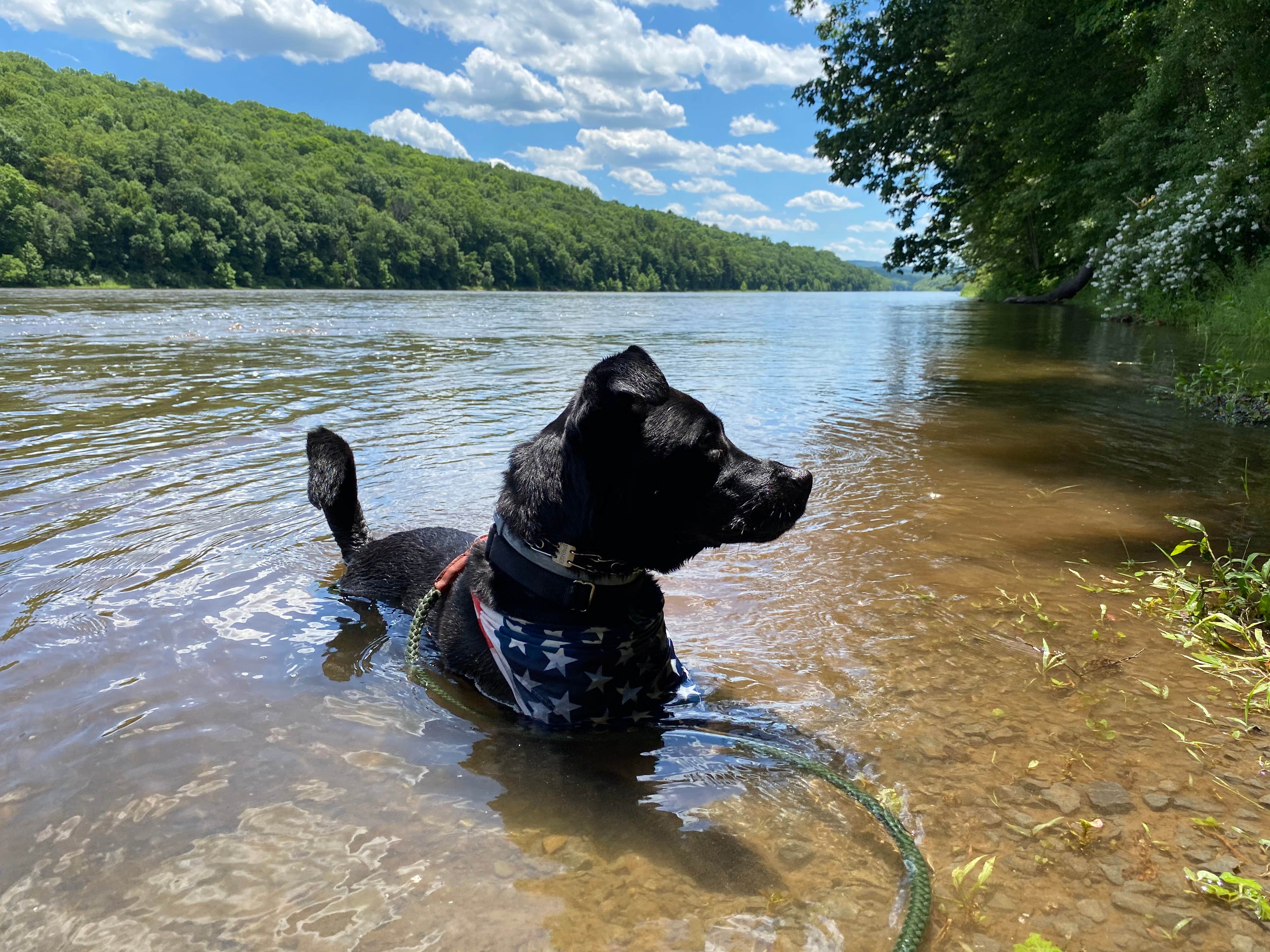 Dan M.'s photo of camping with pets at Dingman's Family Campground near Averill Park, NY
