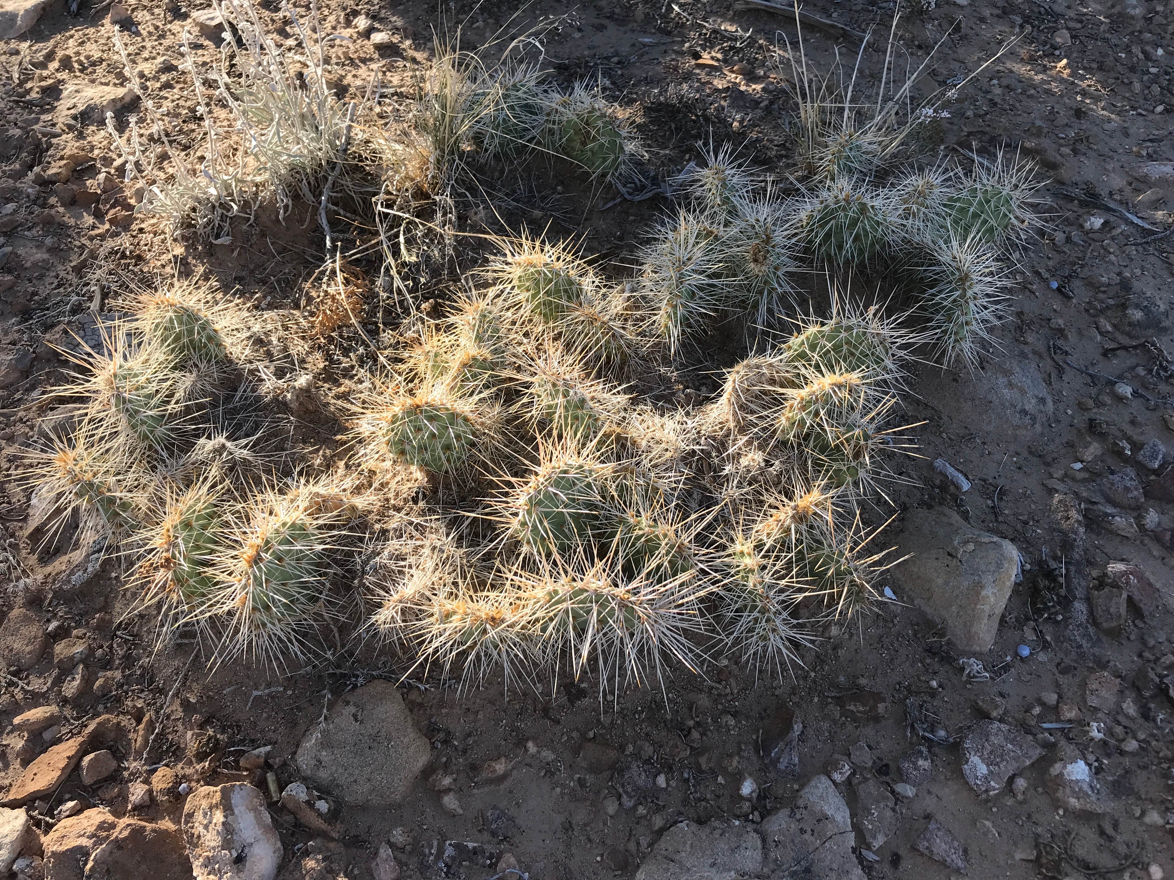Camper-submitted photo at Horse Canyon Road - Dispersed Open Area near Kenilworth, UT