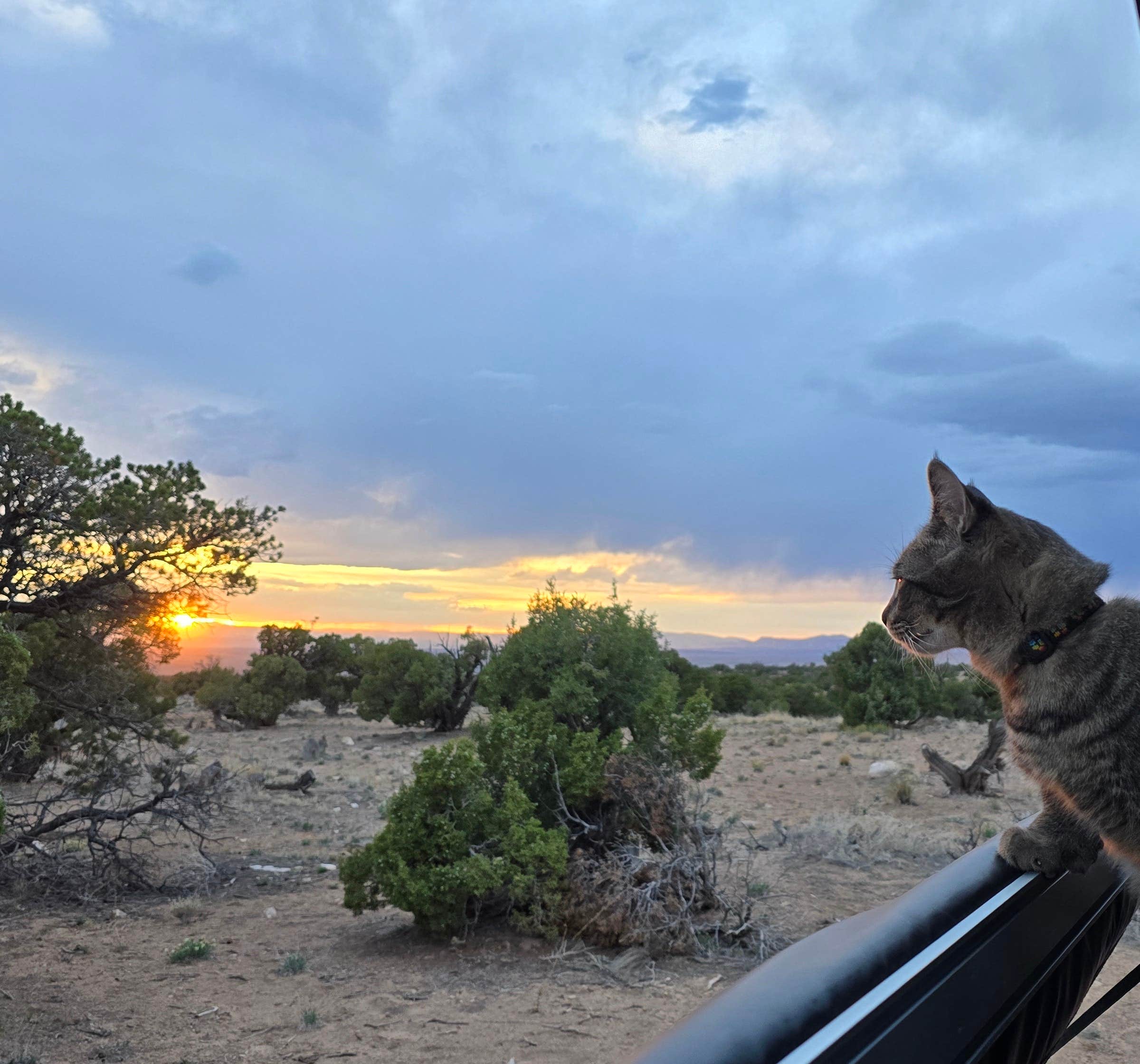 Seanna M.'s photo of a dispersed camping area at Horse Canyon Road - Dispersed Open Area near Kenilworth, UT