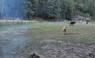 Maeci W.'s photo of camping with pets at Road 378, Fenton Lake - Dispersed near Cuba, NM