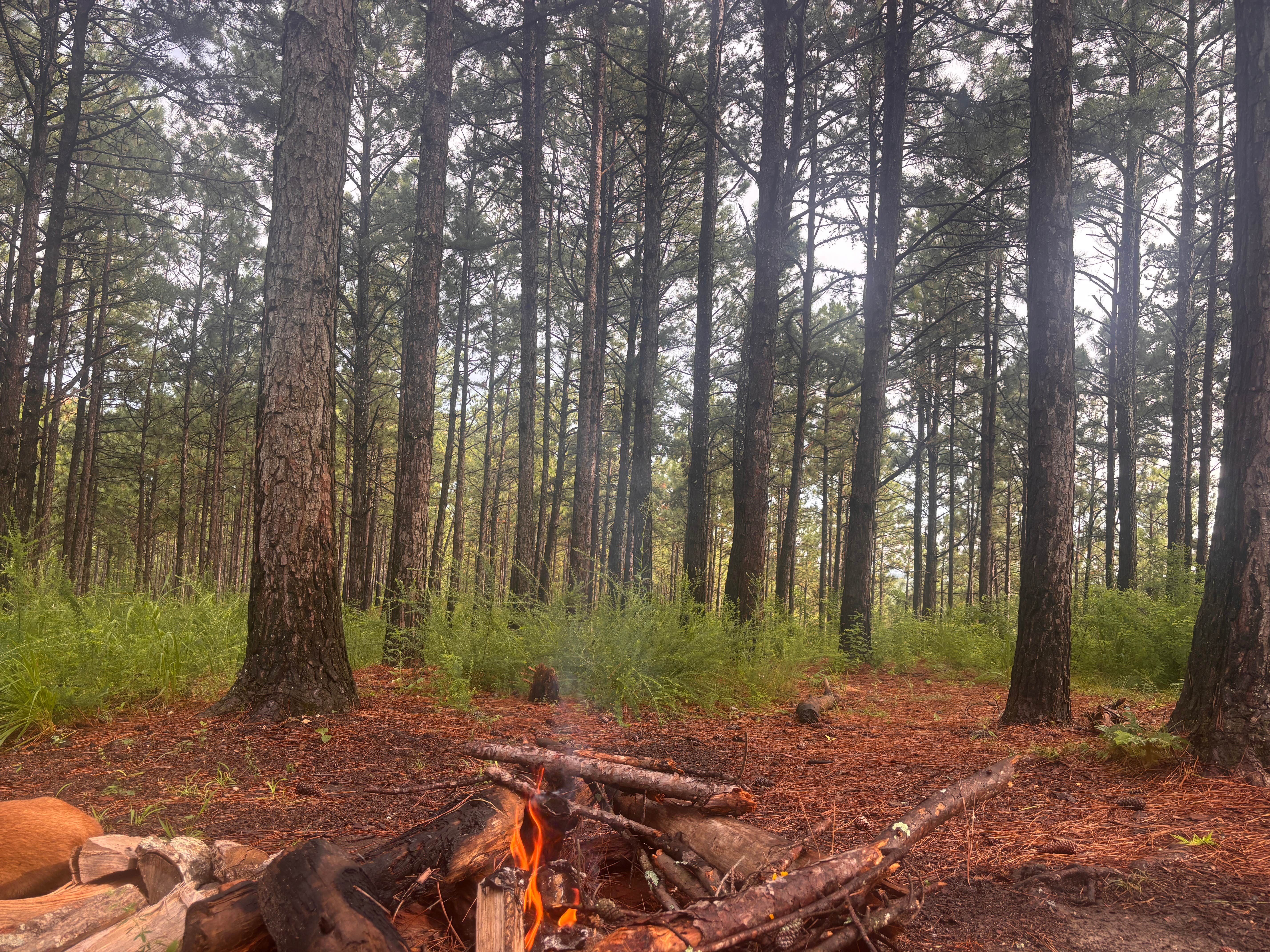 Camper-submitted photo at Sky Mtwy Dispersed near Heflin, AL